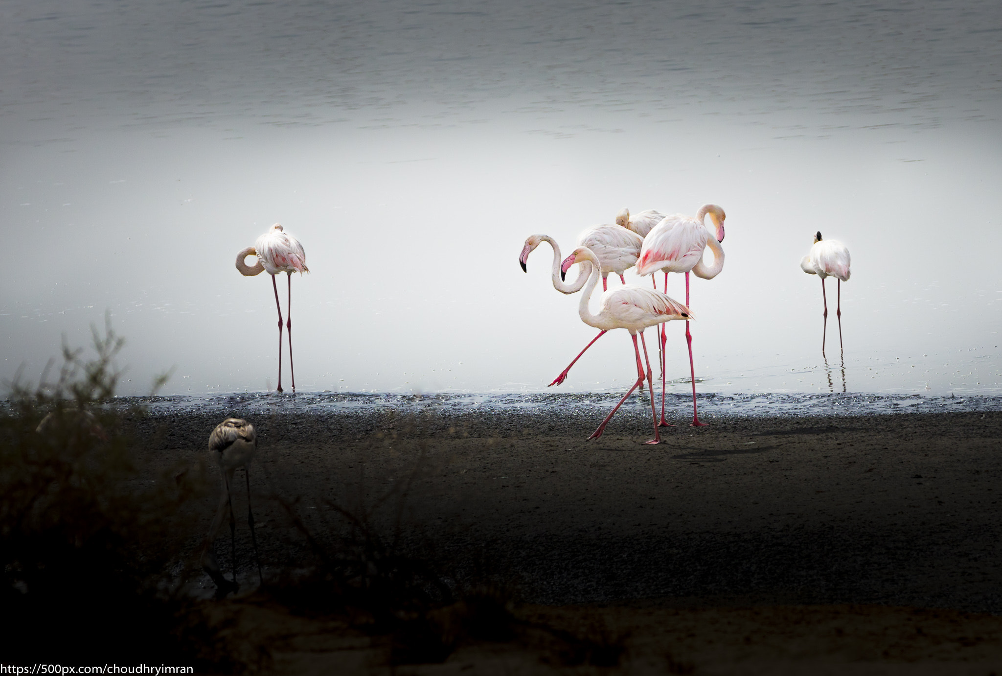 Canon EOS 5DS sample photo. Al wathba wetland reserve-abu_dhabi.uae photography