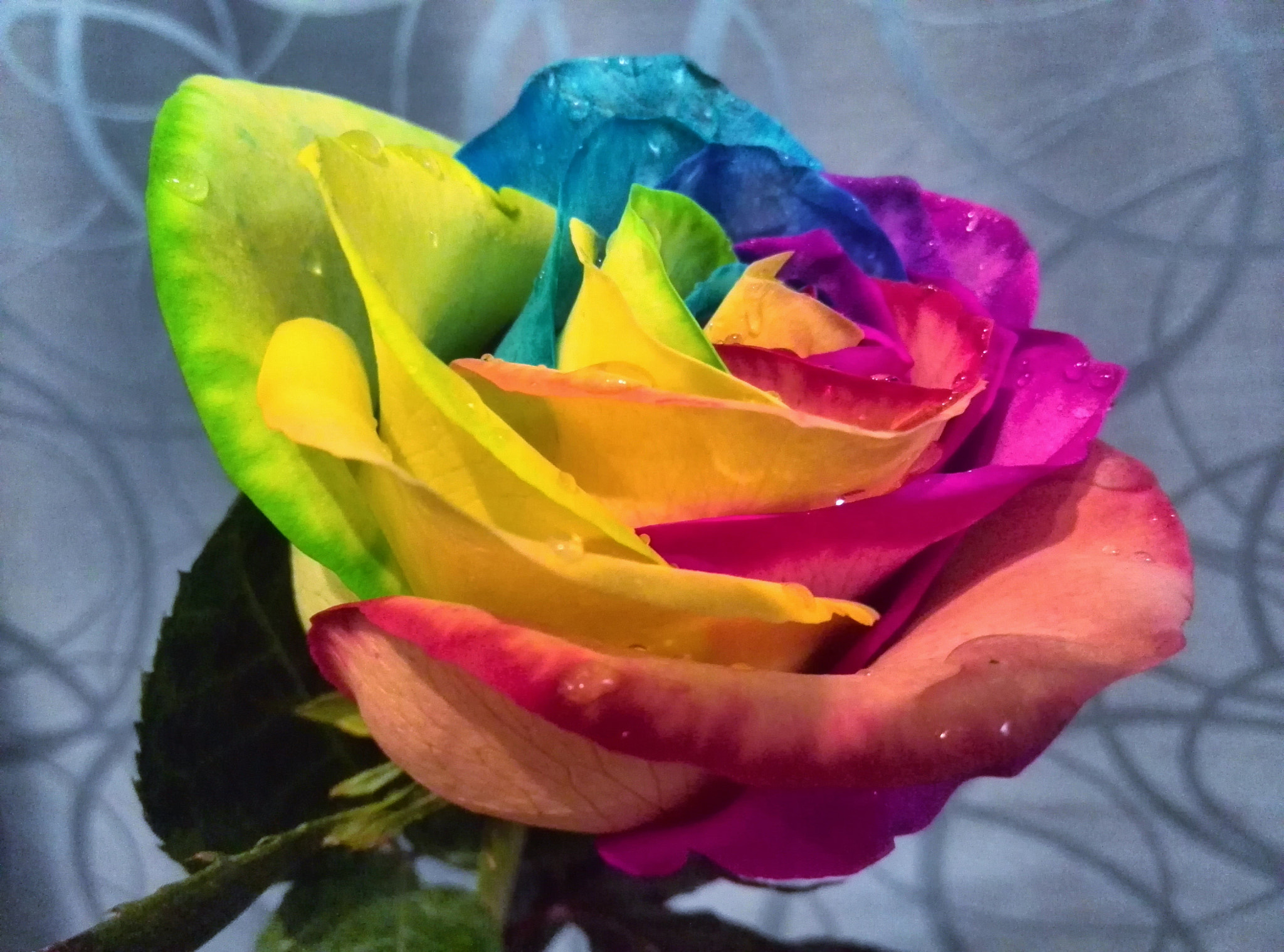 HUAWEI Honor3 sample photo. Colourful rose photography