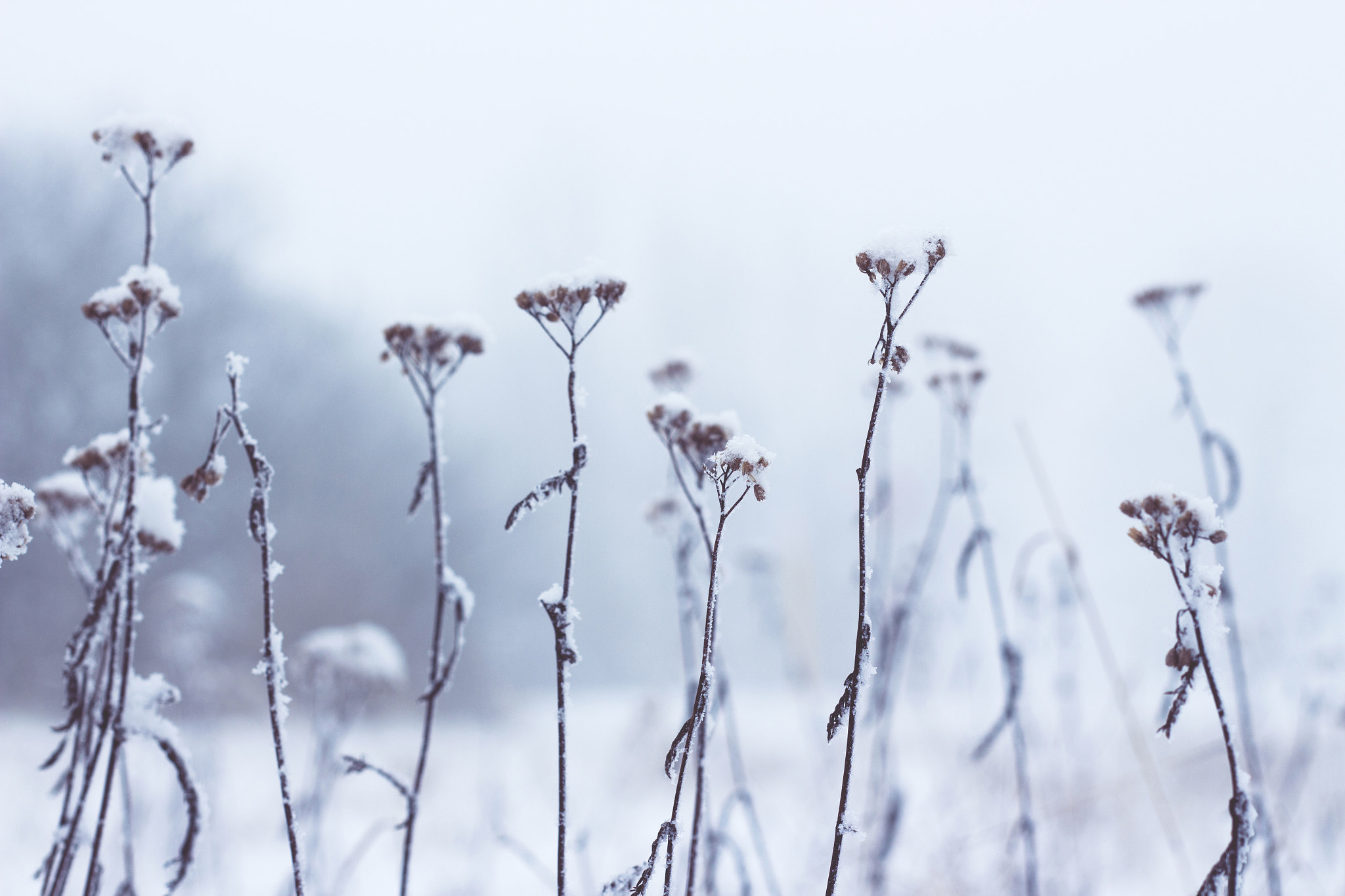 Canon EOS 700D (EOS Rebel T5i / EOS Kiss X7i) + Canon EF 50mm f/1.8 sample photo. Snowy photography