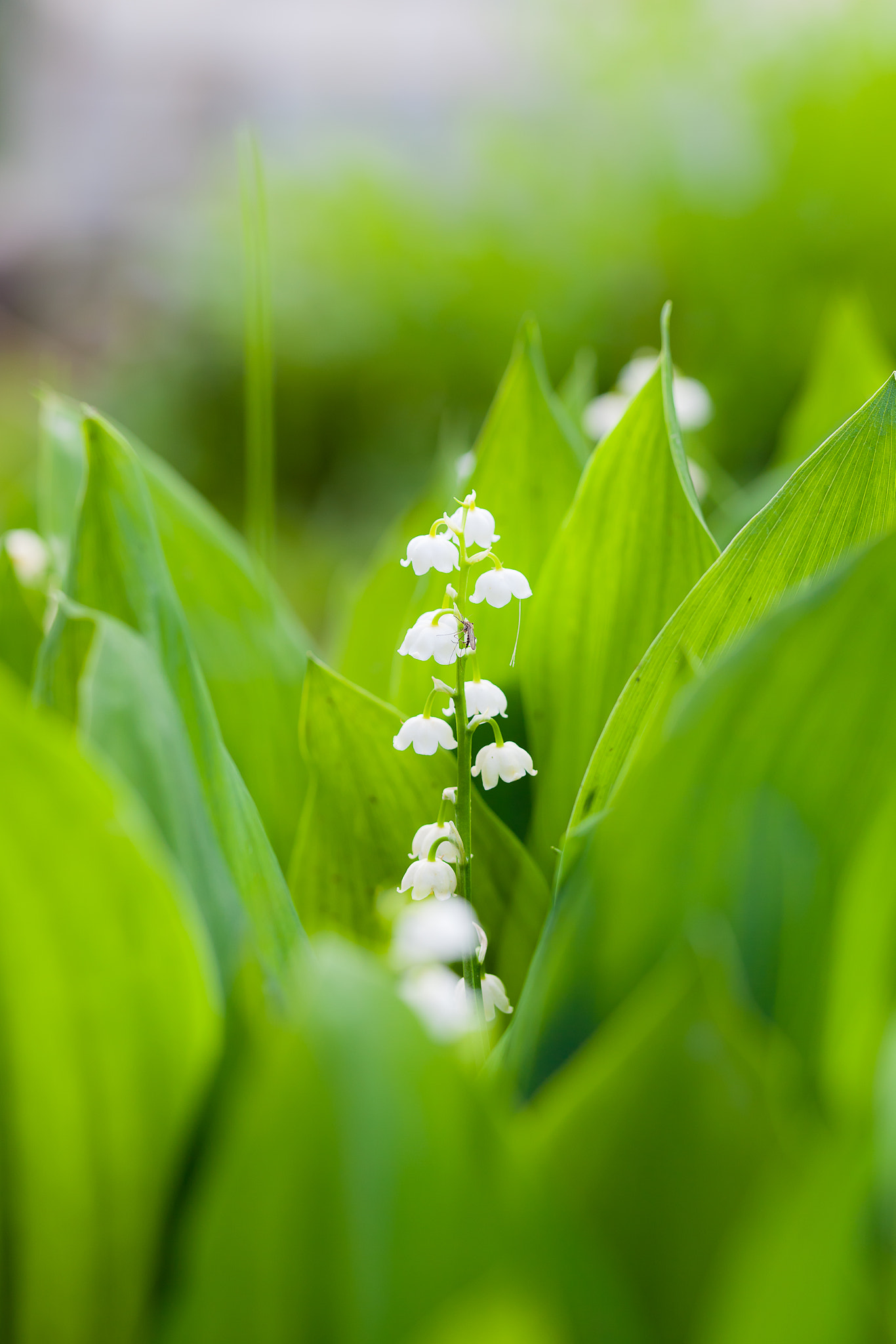 Sigma 105mm F2.8 EX DG OS HSM sample photo. Lilies of the valley photography