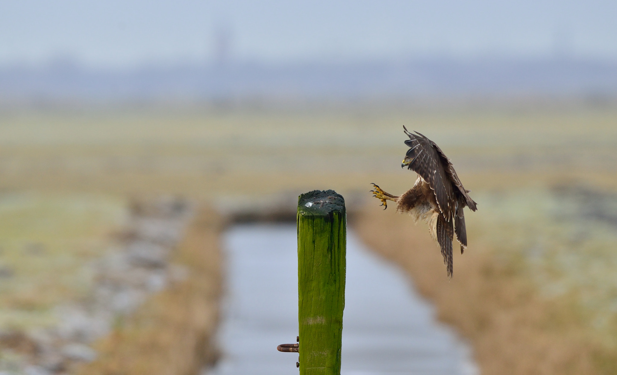 Nikon D600 + Nikon AF-S Nikkor 500mm F4G ED VR sample photo. Landing buzzard photography