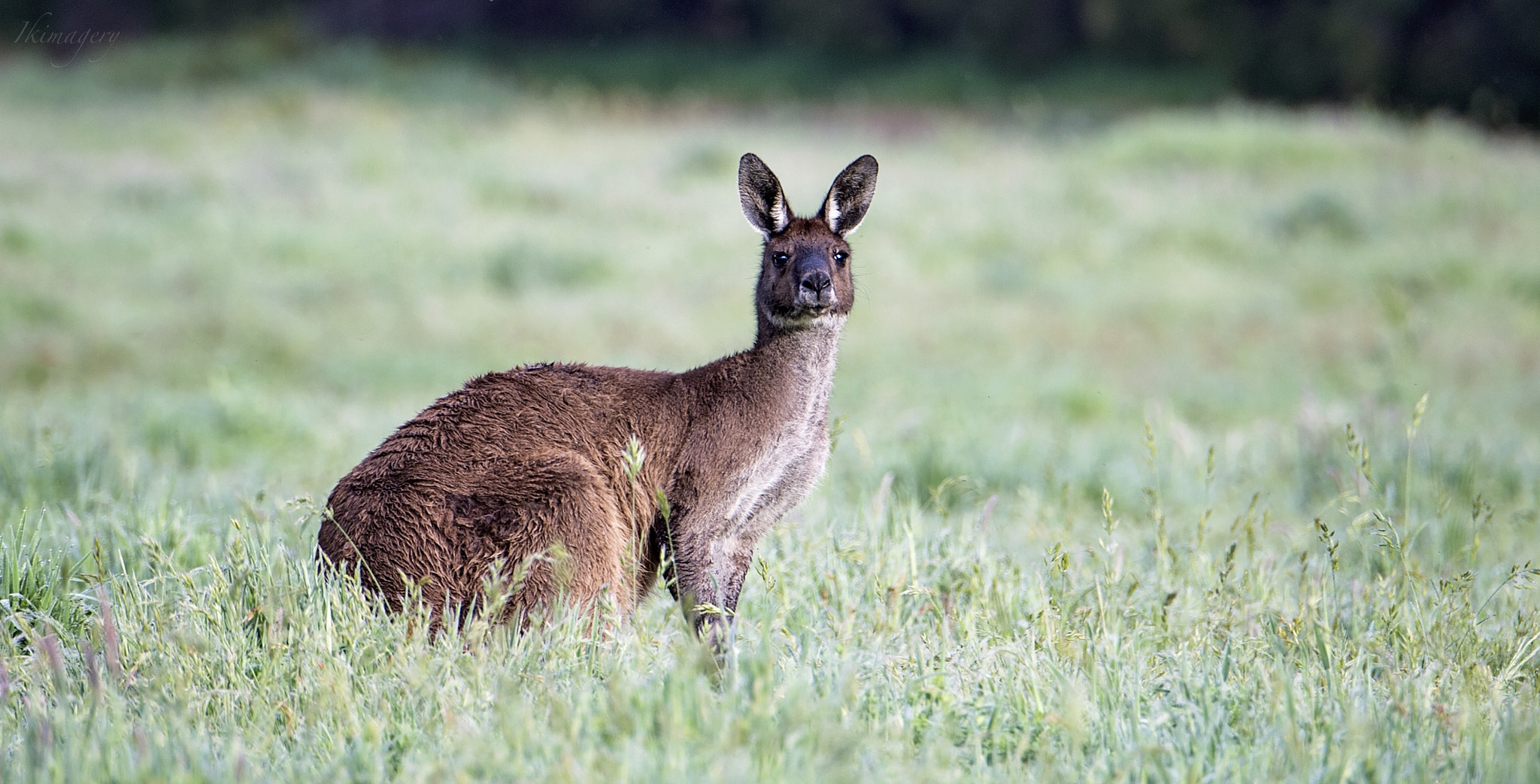 Nikon D4 sample photo. Valleyroo view photography