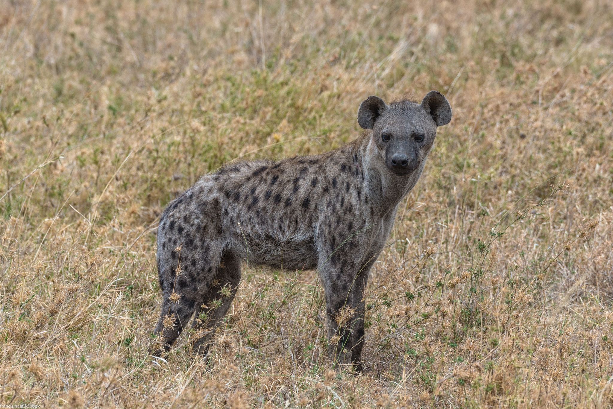 Nikon D800 + Sigma 150-600mm F5-6.3 DG OS HSM | S sample photo. Spotted hyena photography