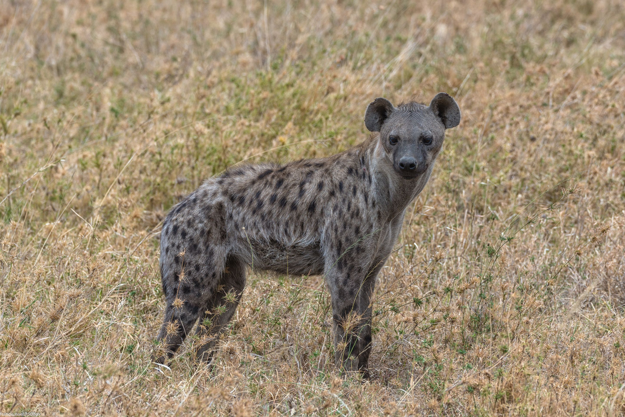 Sigma 150-600mm F5-6.3 DG OS HSM | S sample photo. Spotted hyena photography