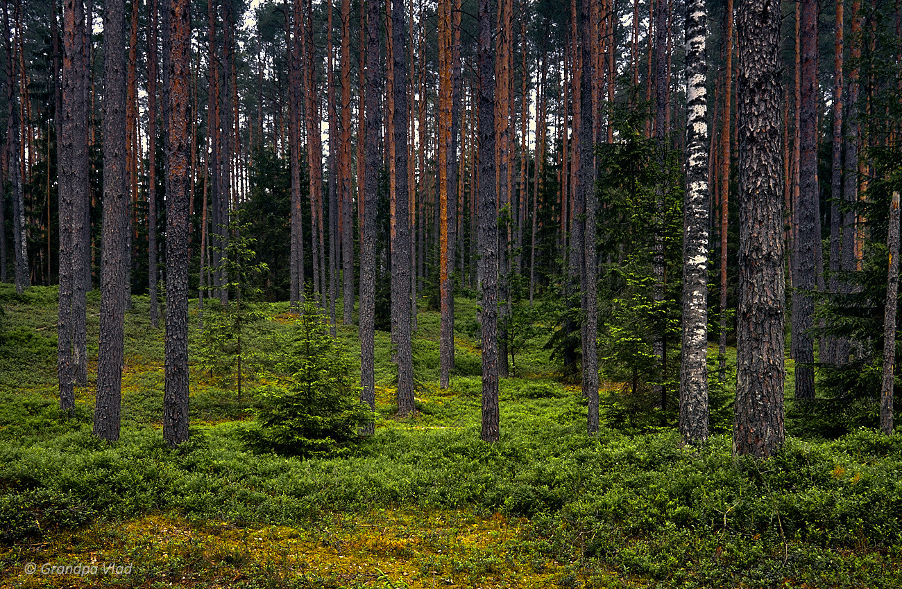 Canon EOS 1100D (EOS Rebel T3 / EOS Kiss X50) sample photo. Summer forest... photography