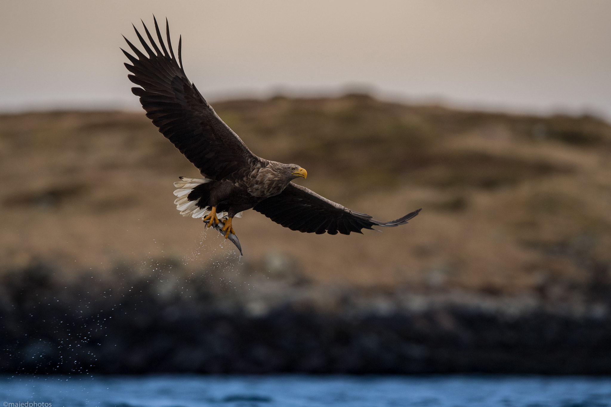 Nikon AF-S Nikkor 400mm F2.8E FL ED VR sample photo. Lunch time photography