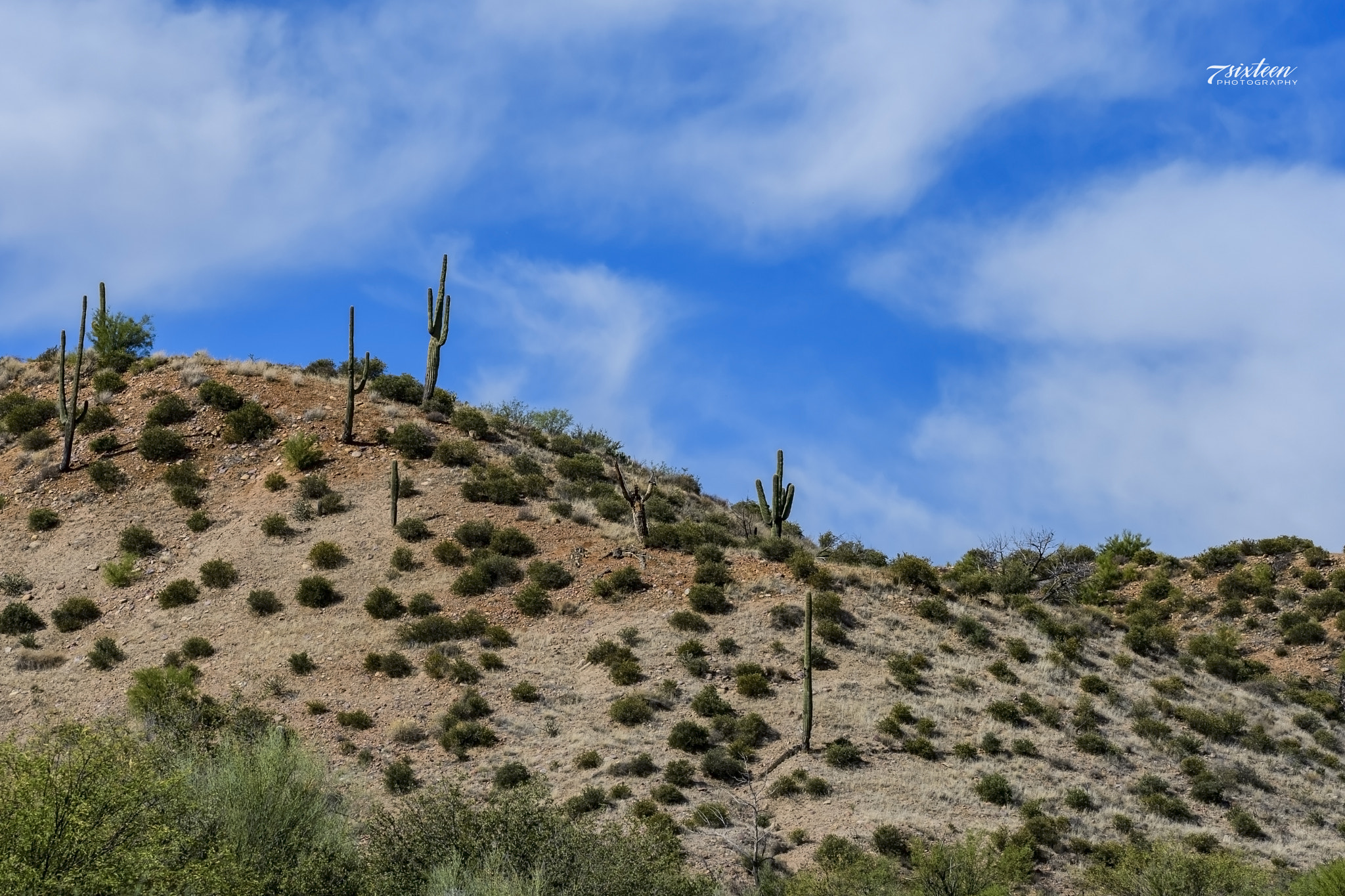Nikon D500 sample photo. Cactus hill photography