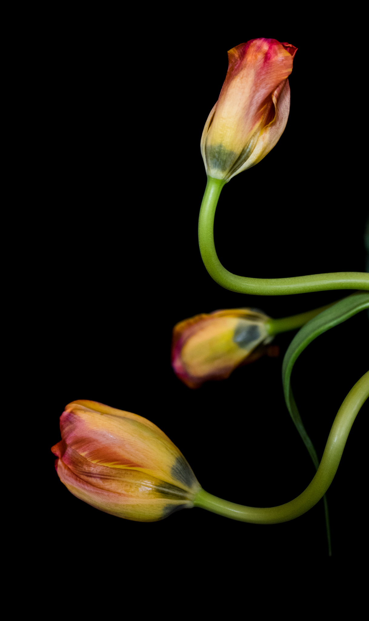 Pentax K-3 sample photo. Tulips photography