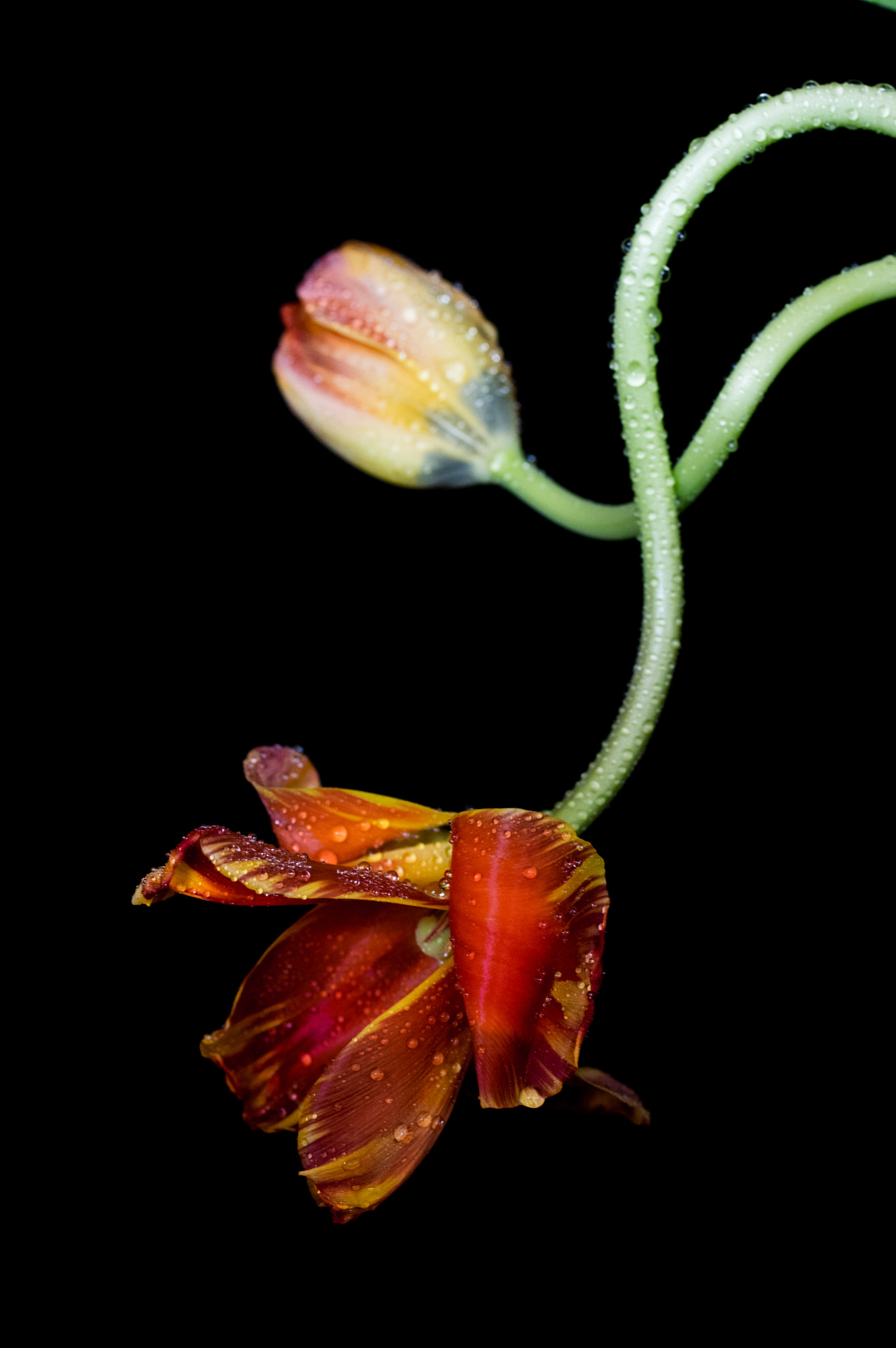 smc PENTAX-FA Macro 50mm F2.8 sample photo. Tulips photography