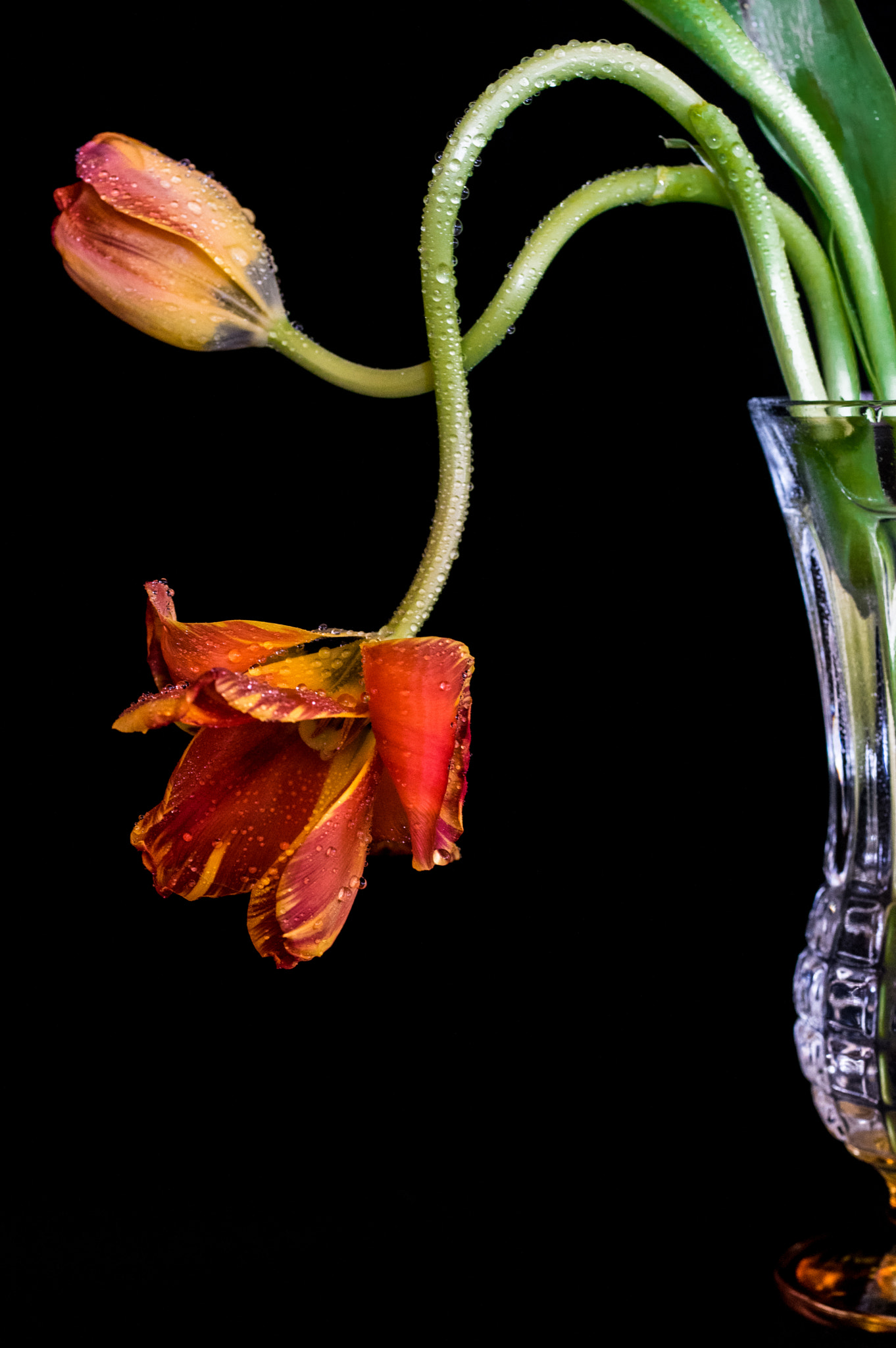 smc PENTAX-FA Macro 50mm F2.8 sample photo. Tulips in vase photography