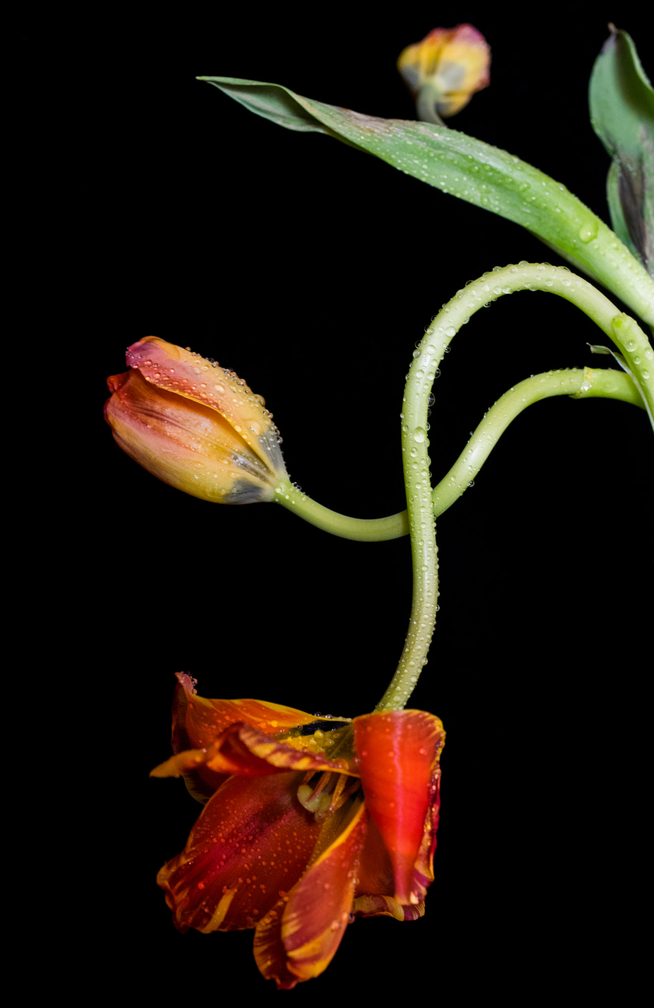 Pentax K-3 sample photo. Tulips photography