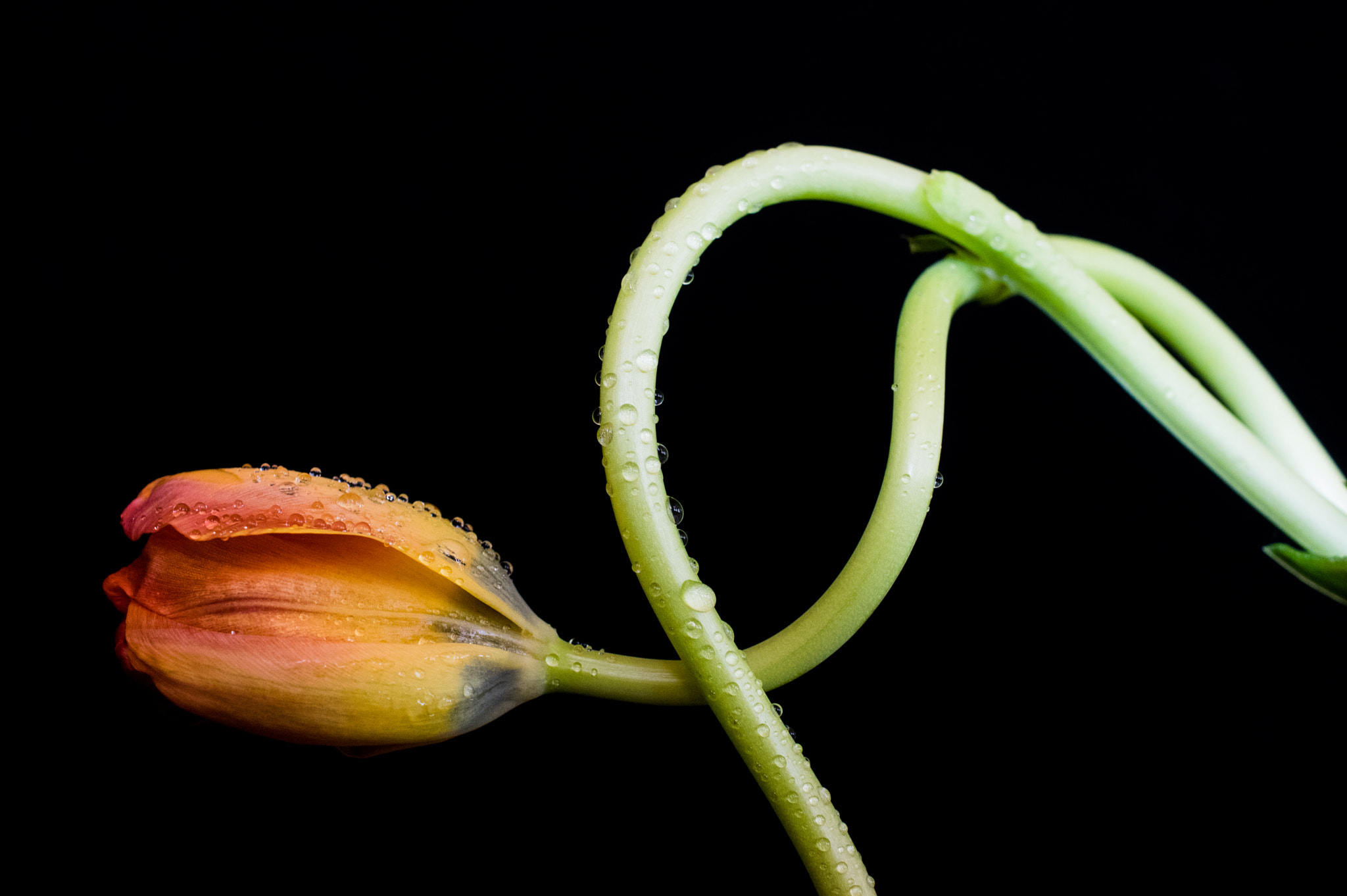 Pentax K-3 sample photo. Tulip photography