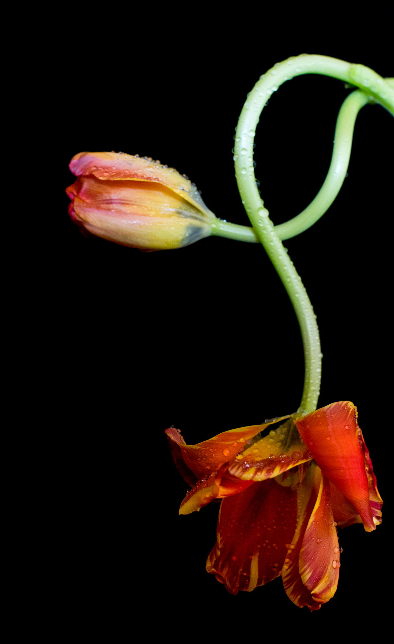 Pentax smc FA 50mm F1.4 sample photo. Tulips photography