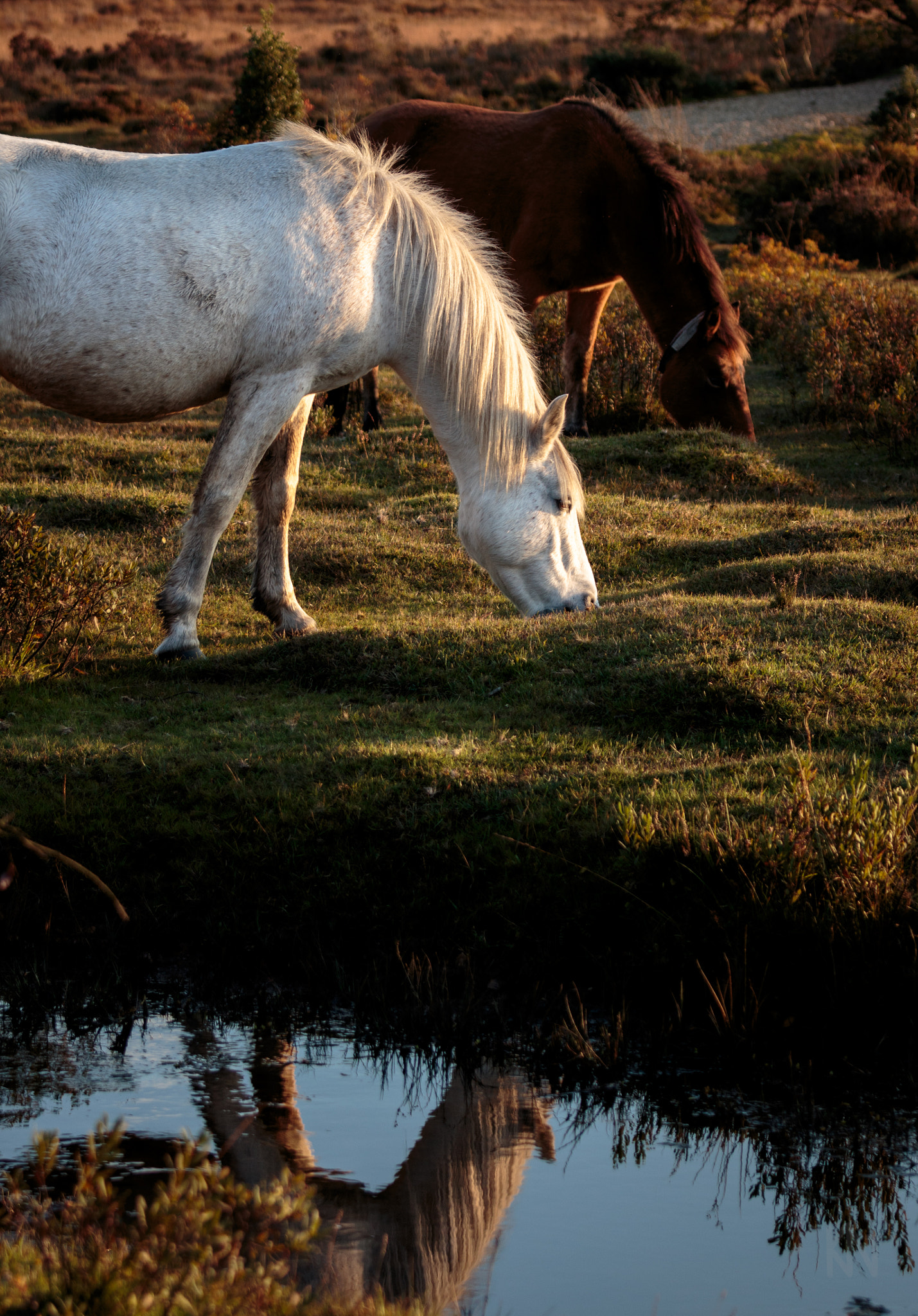 Canon EOS 700D (EOS Rebel T5i / EOS Kiss X7i) + Canon EF 70-200mm F4L IS USM sample photo. Grazing ponies photography
