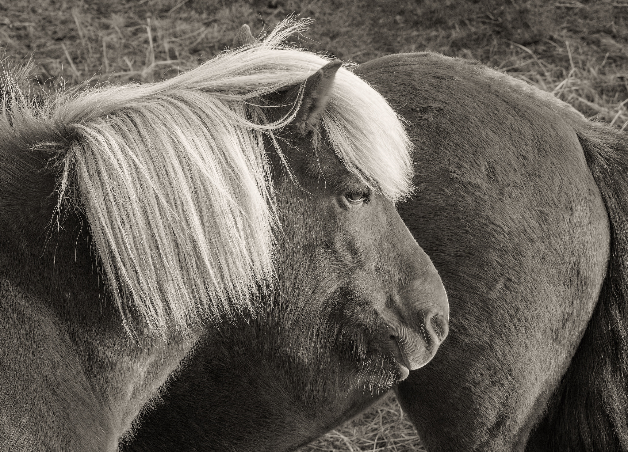 Canon EOS M3 sample photo. The icelandic horse photography