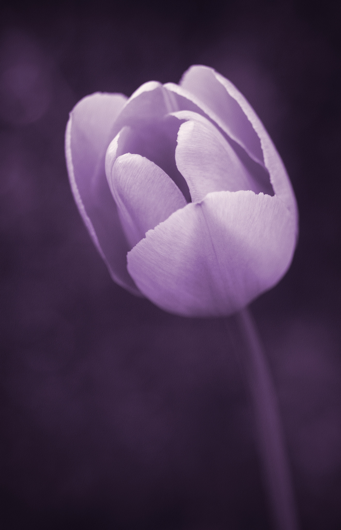 Canon EOS 600D (Rebel EOS T3i / EOS Kiss X5) + Sigma 105mm F2.8 EX DG Macro sample photo. Purple tulip photography