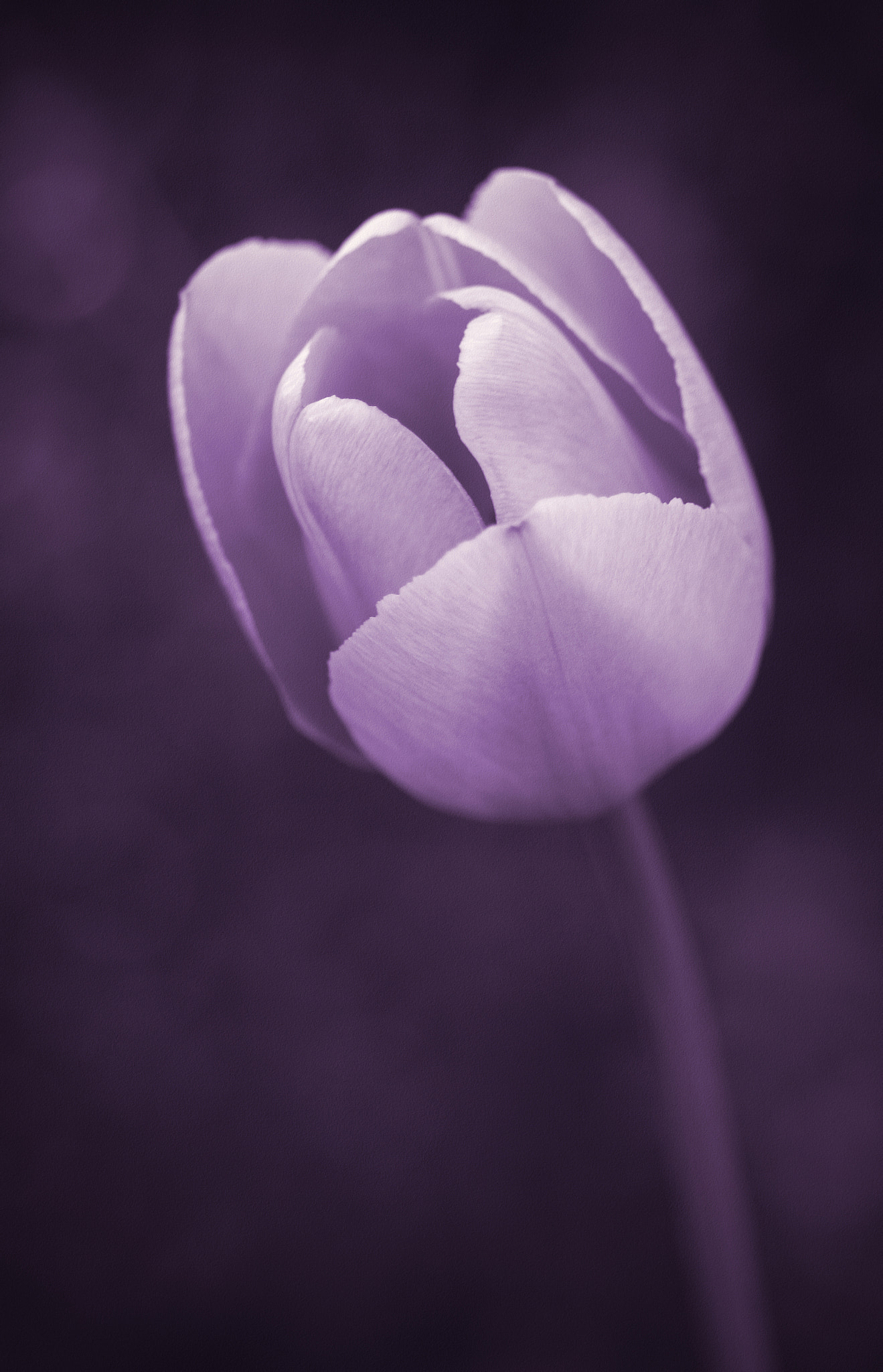 Sigma 105mm F2.8 EX DG Macro sample photo. Purple tulip photography