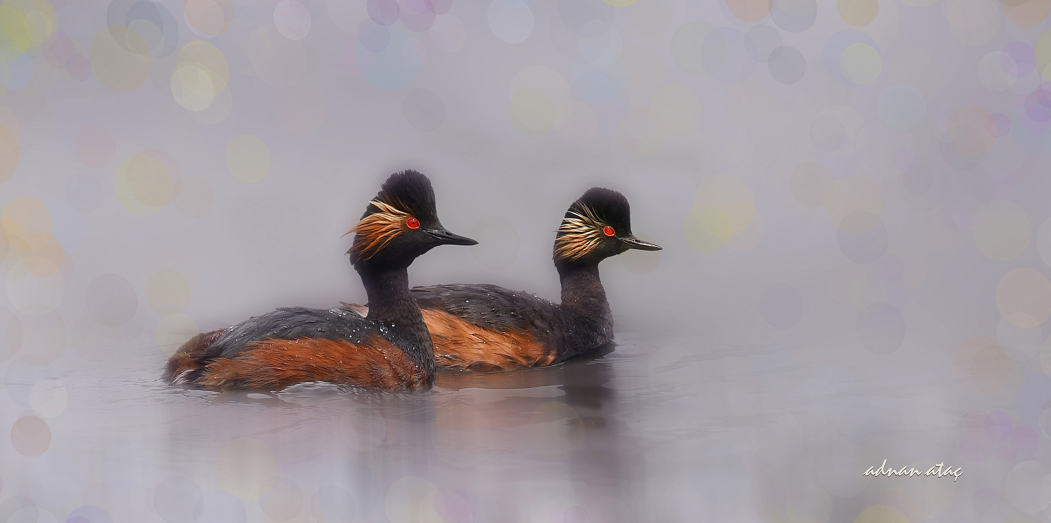 Sigma 150-600mm F5-6.3 DG OS HSM | S sample photo. Karaboyunlu batağan - podiceps nigricollis - black necked grebe photography