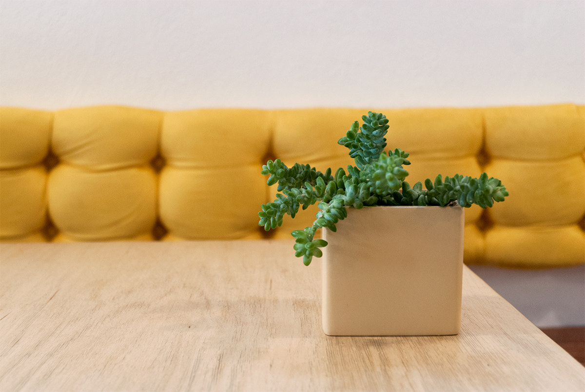 Nikon D200 sample photo. Little succulent photography