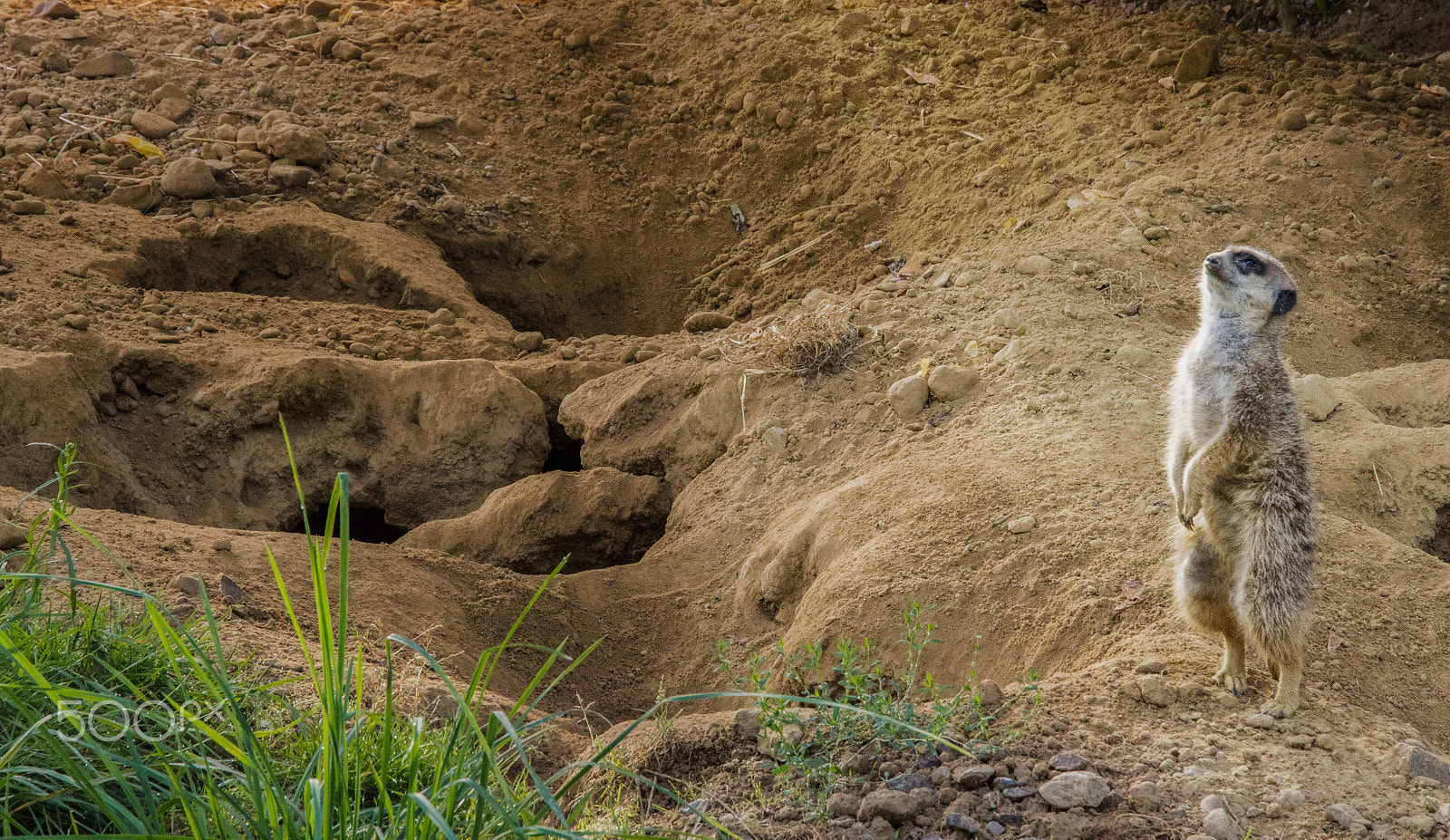 Sigma 24-105mm f/4 DG OS HSM | A sample photo. Meerkat looking towards the sky photography