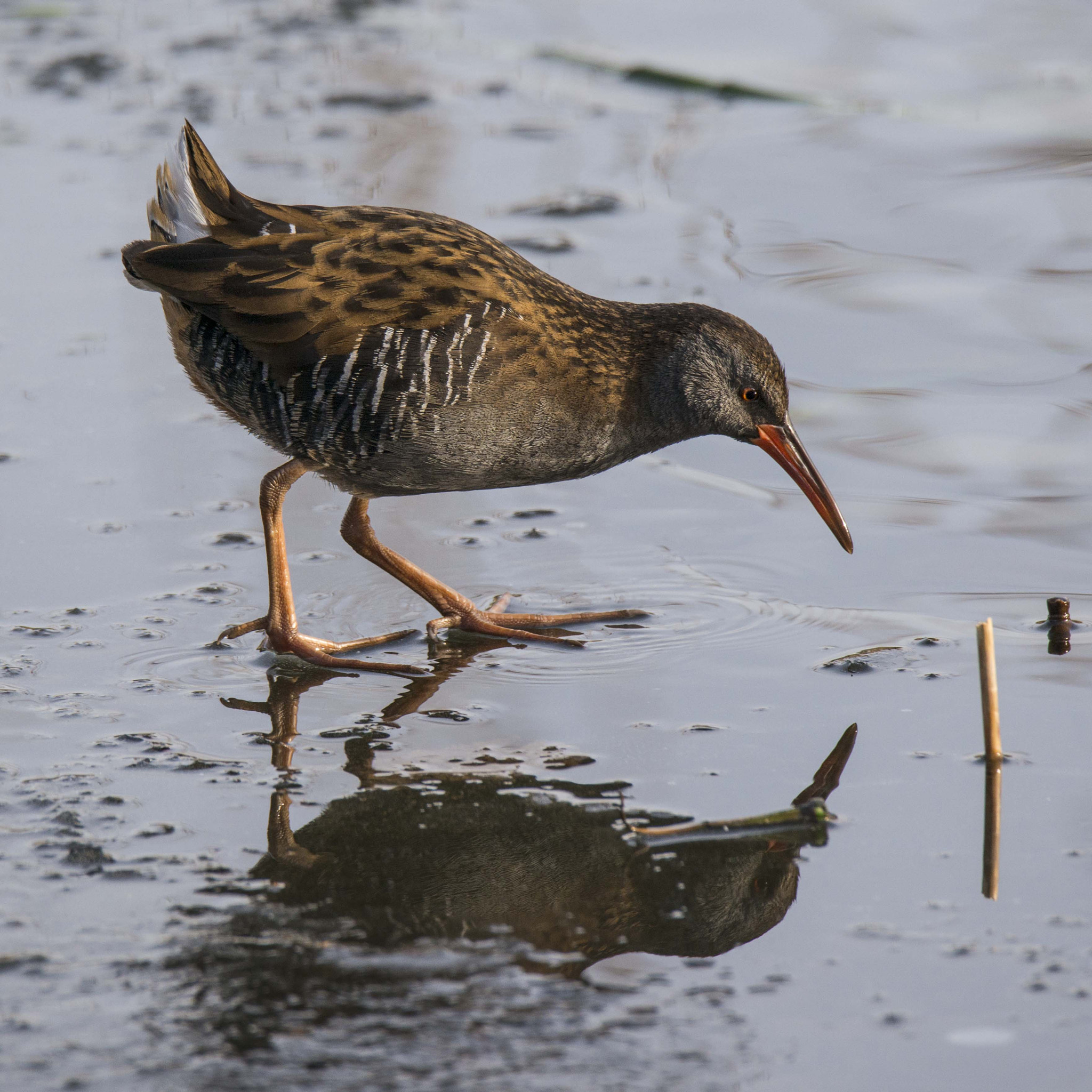 Nikon D800 + Sigma 150-600mm F5-6.3 DG OS HSM | S sample photo. Rallus aquaticus photography