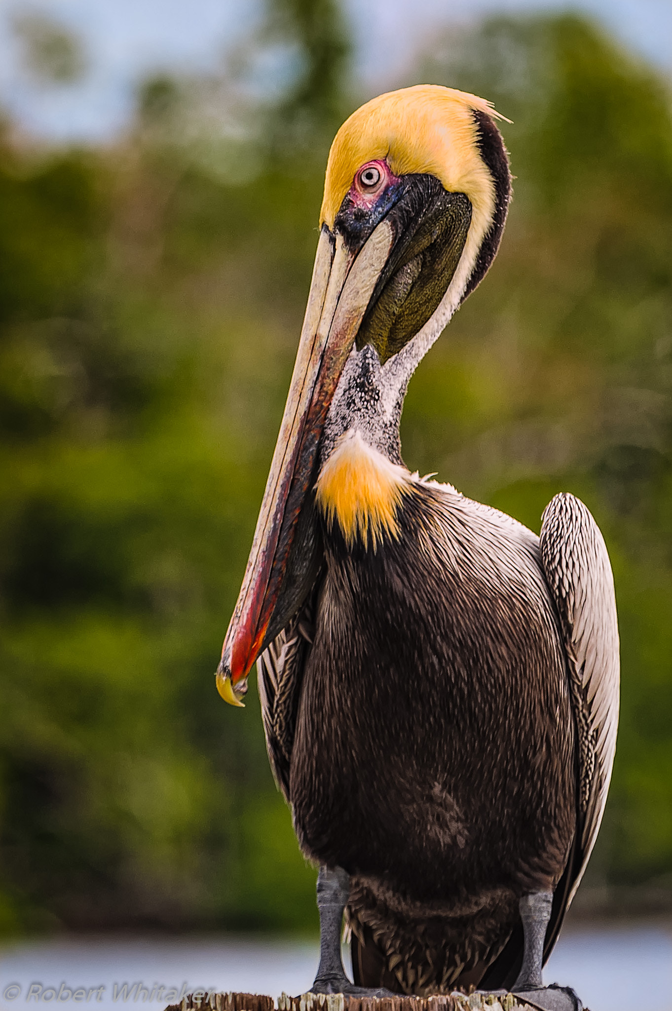 Nikon D700 sample photo. Brown pelican mating colors, "you know you want me" photography