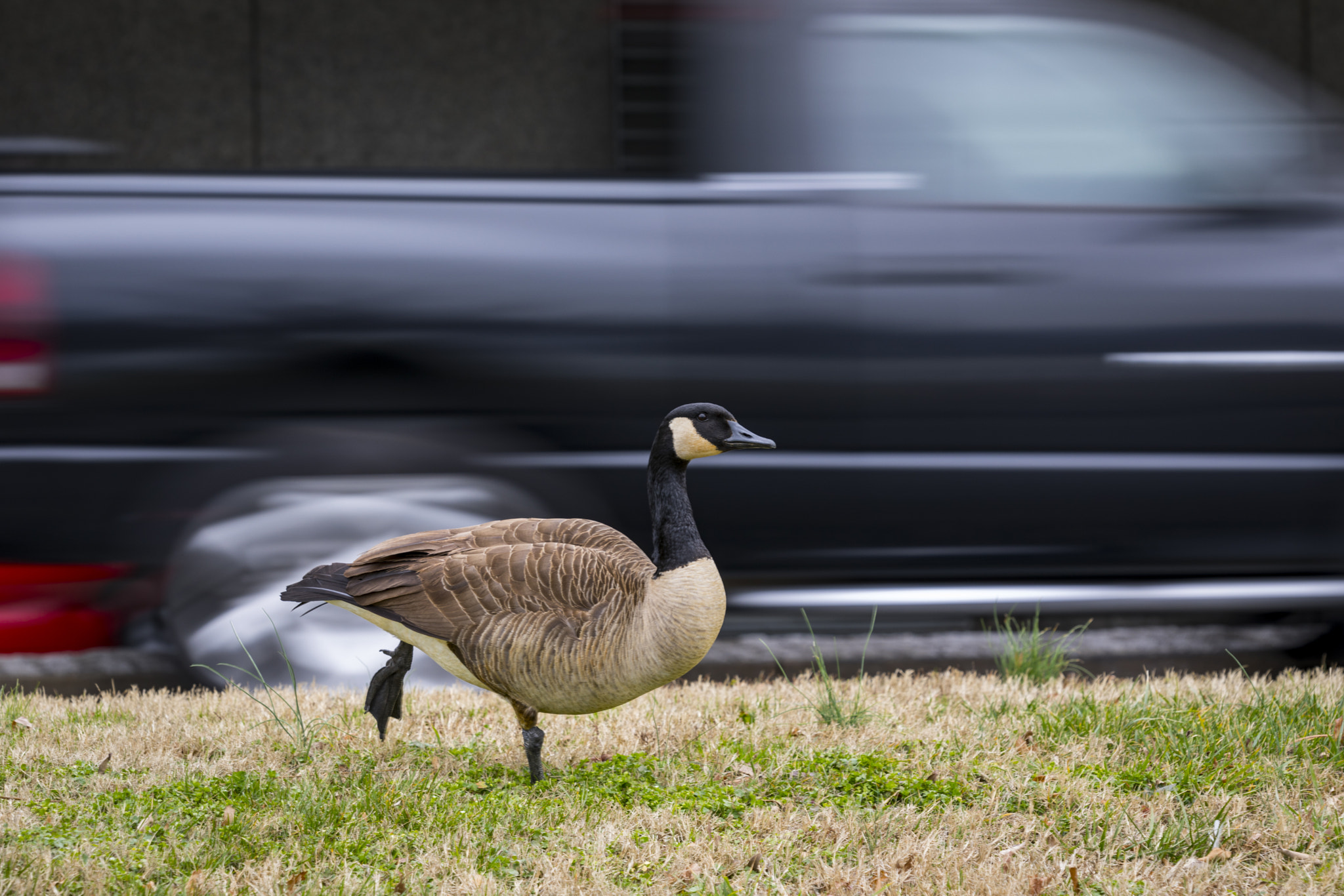 Canon EF 180mm F3.5L Macro USM sample photo. Honk honk photography