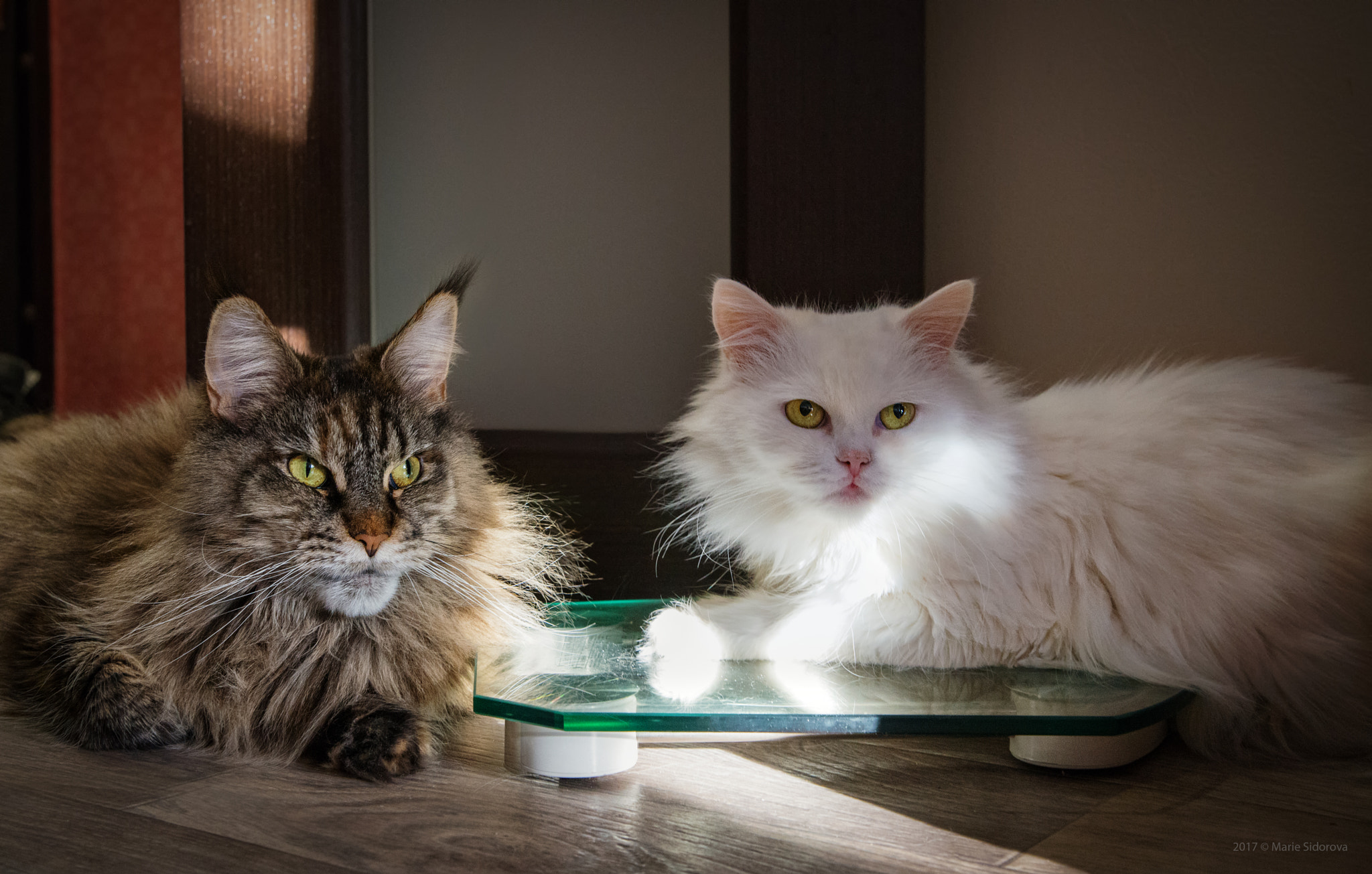 Nikon D800 sample photo. Sisters. photography
