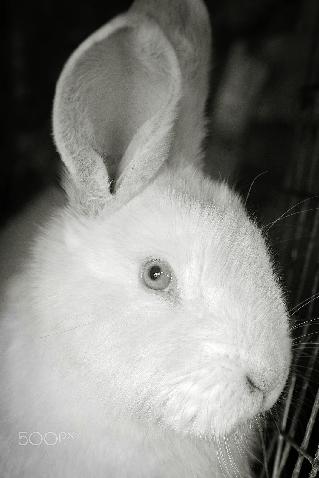 Nikon D610 + Tamron SP 90mm F2.8 Di VC USD 1:1 Macro (F004) sample photo. Portrait of the white rabbit photography