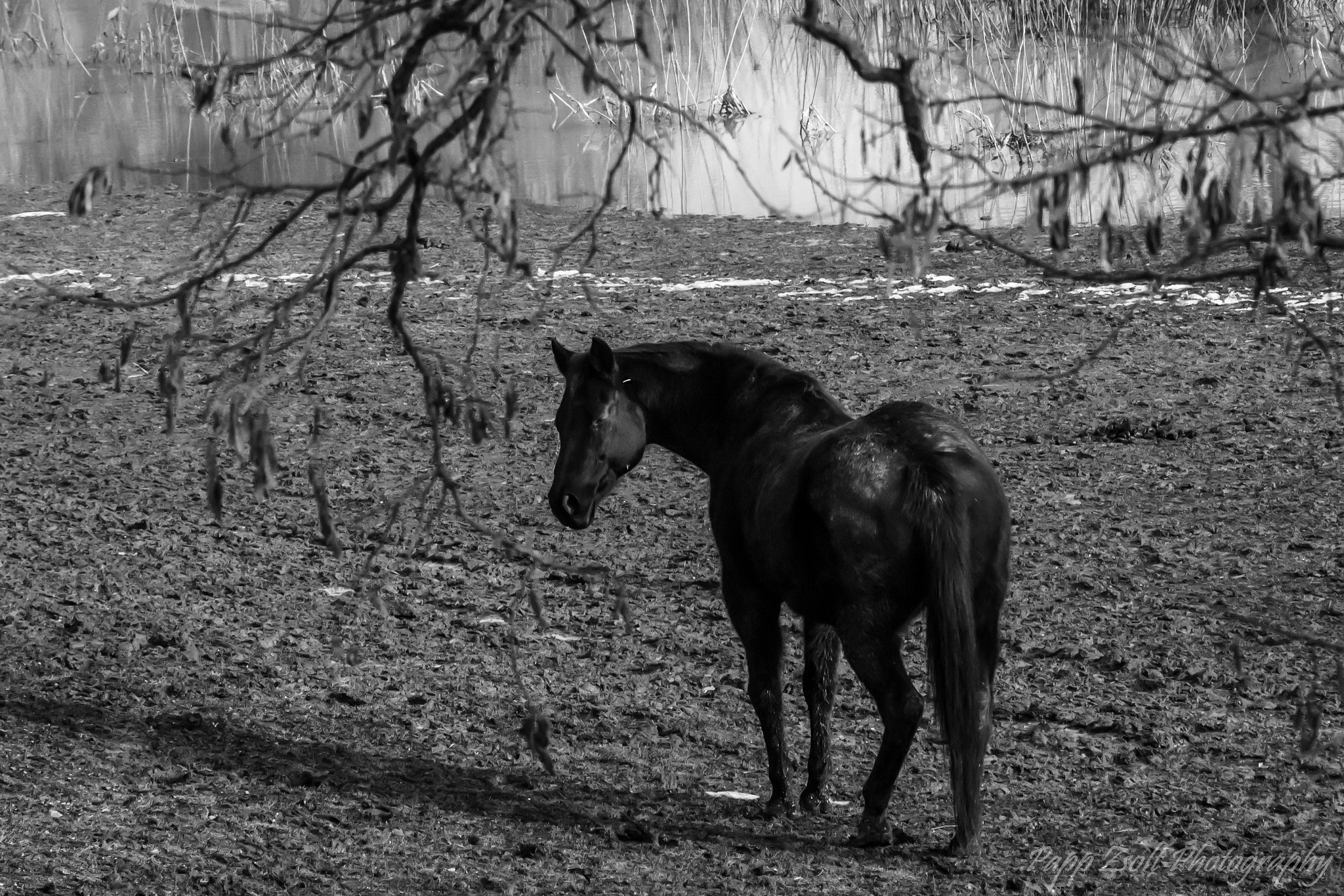 Nikon D300 sample photo. Stolen moments! photography