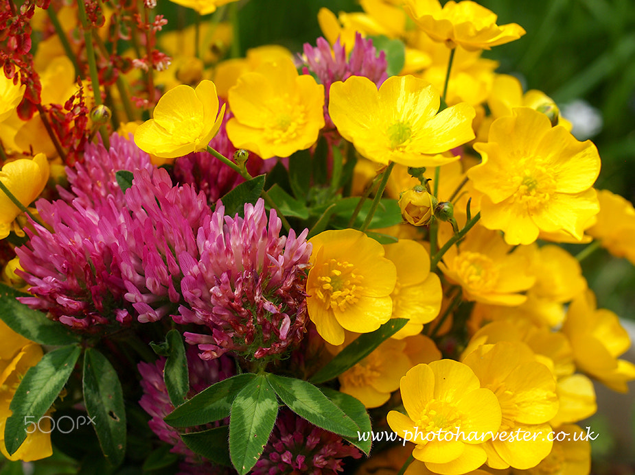 Olympus PEN E-PL1 + OLYMPUS 35mm Lens sample photo. Buttercups and red clover photography