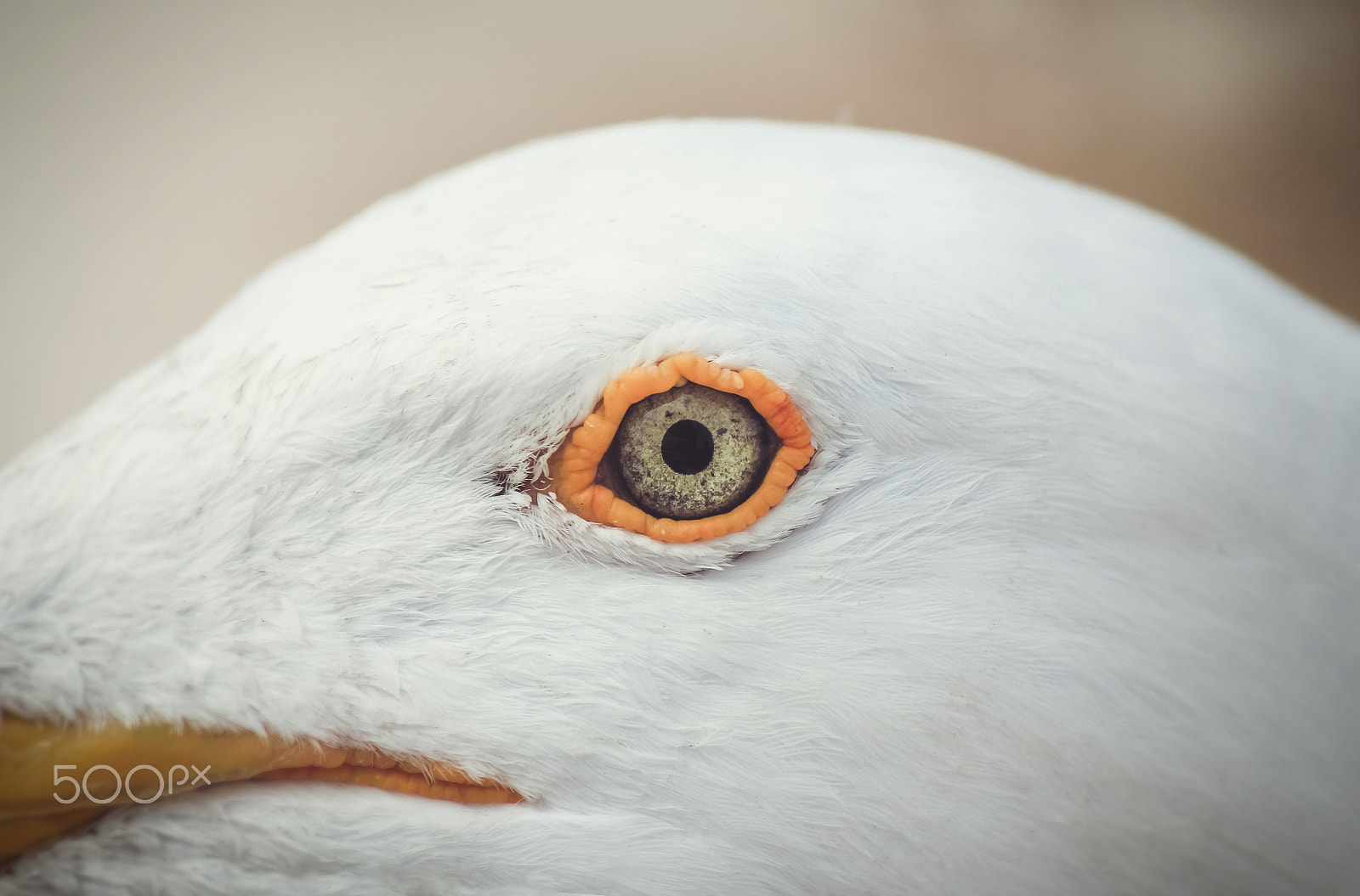 Canon EF-S 55-250mm F4-5.6 IS sample photo. Seagull photography