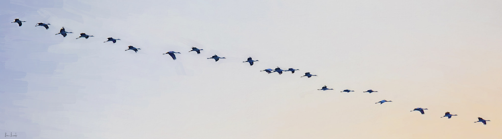 Sigma 150-600mm F5-6.3 DG OS HSM | C sample photo. Crane descend photography