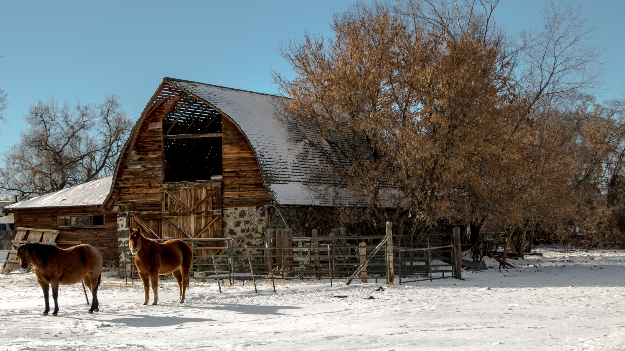 Canon EOS 750D (EOS Rebel T6i / EOS Kiss X8i) sample photo. Barn and horses photography