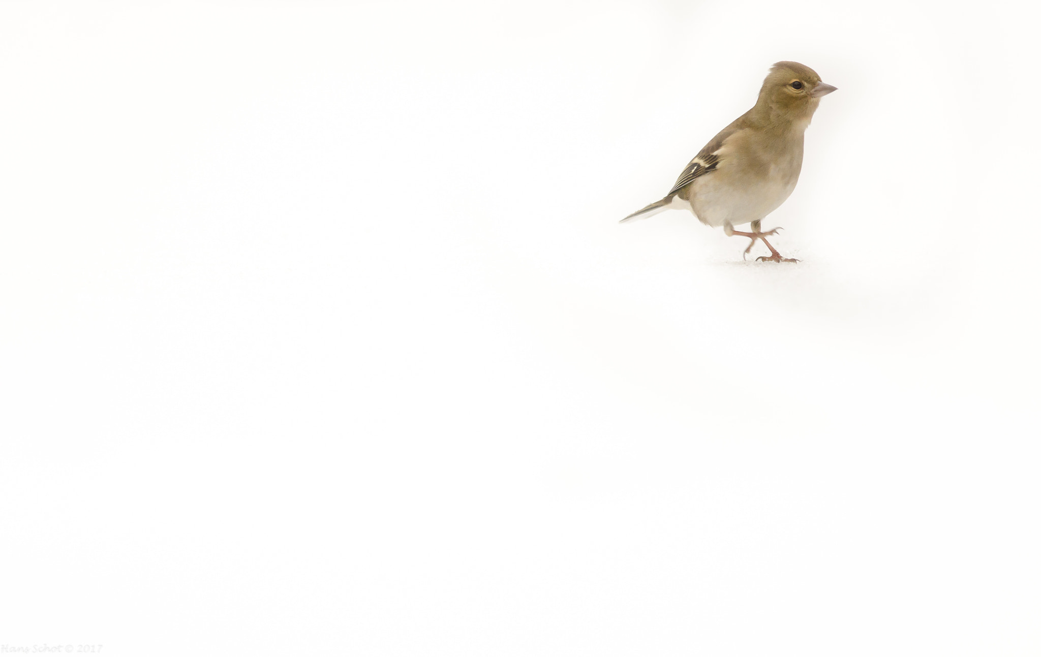 Nikon D7000 + Nikon AF-S Nikkor 300mm F4D ED-IF sample photo. Chaffinch on white photography