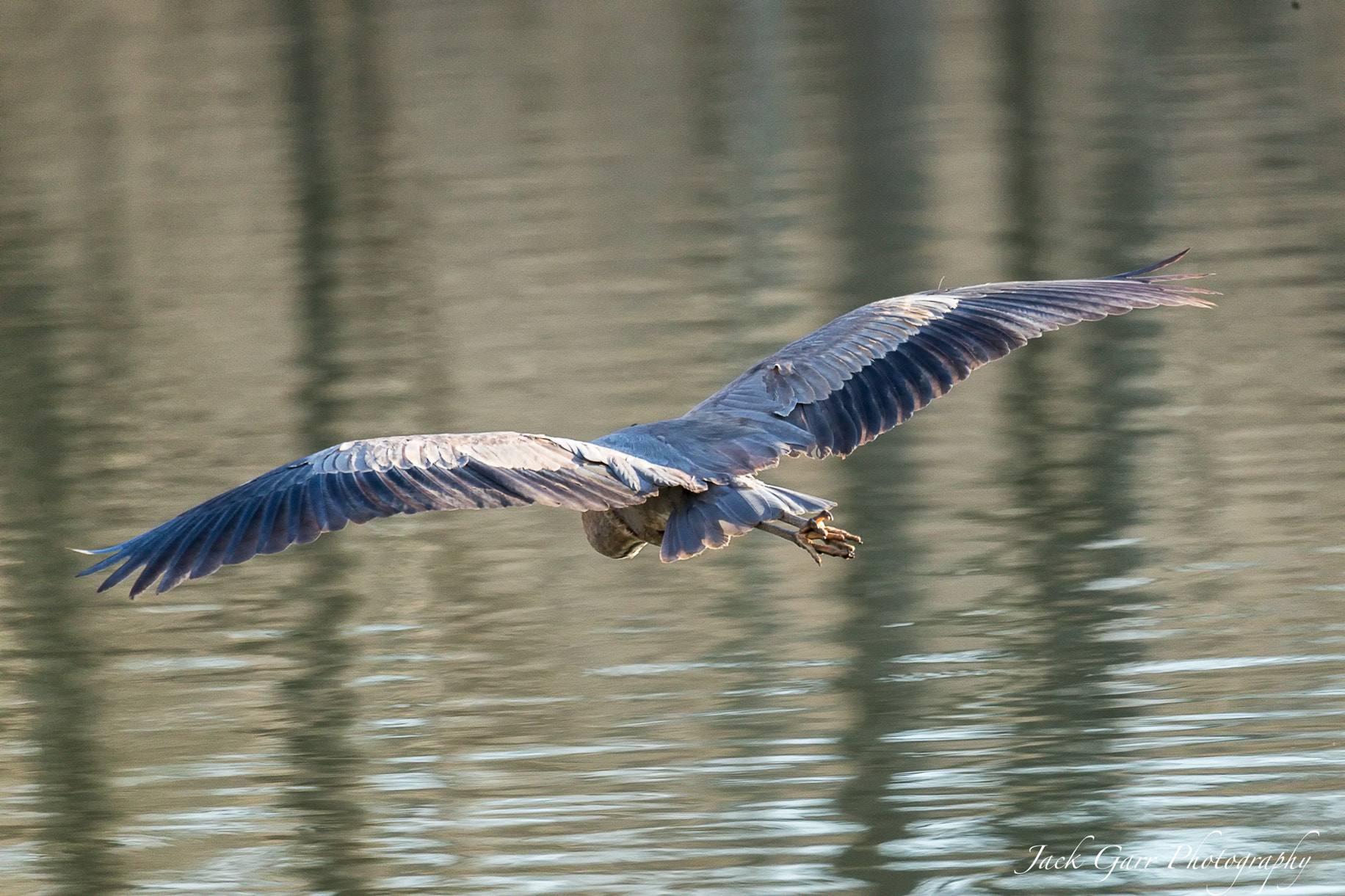Canon EOS-1D X Mark II sample photo. Great blue heron full wing span photography