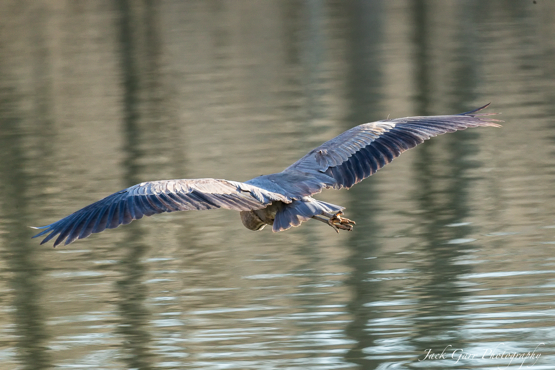150-600mm F5-6.3 DG OS HSM | Sports 014 sample photo. Great blue heron full wing span photography