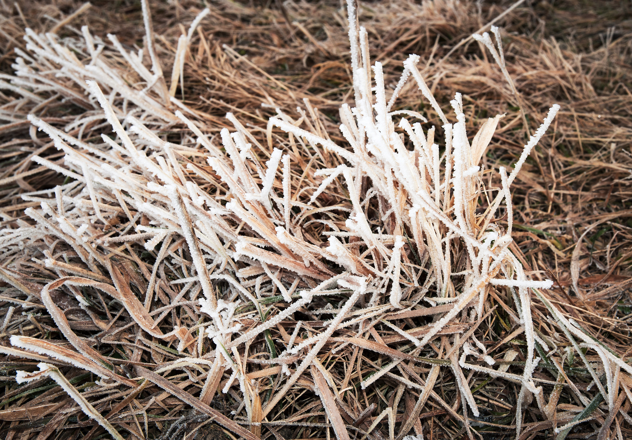 Nikon D5500 sample photo. Dry grass with ice frost photography