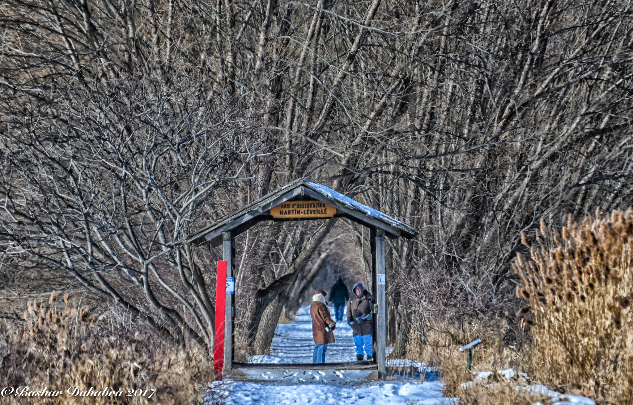 Nikon D500 sample photo. Refuge marguerite photography