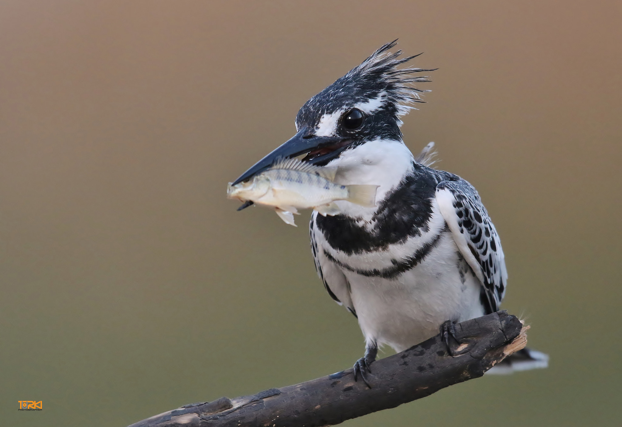 Canon EF 600mm F4L IS II USM sample photo