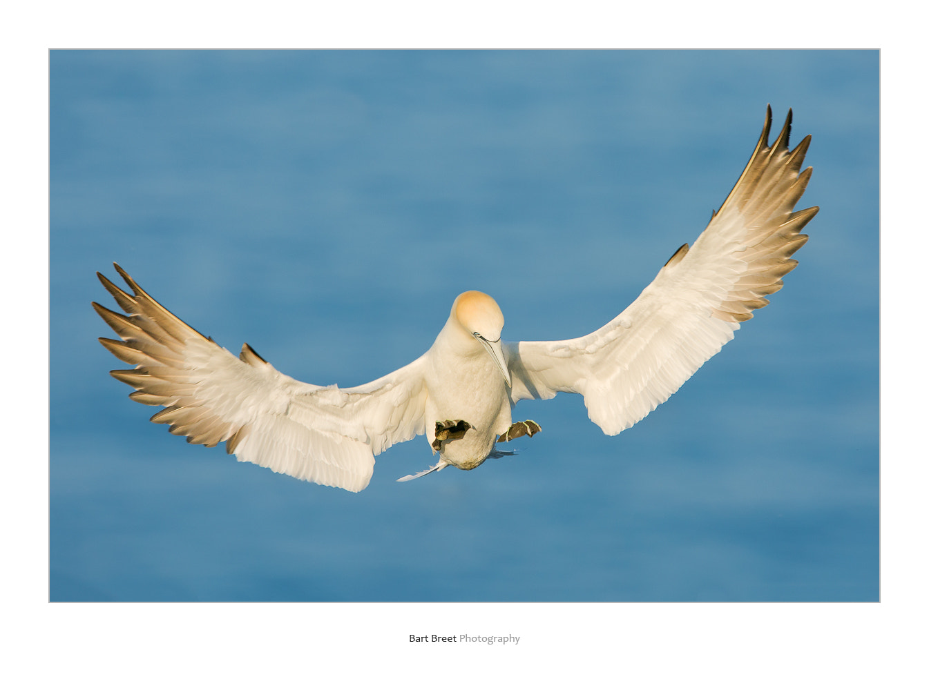 Canon EF 400mm F2.8L IS USM sample photo. Northern gannet in flight photography