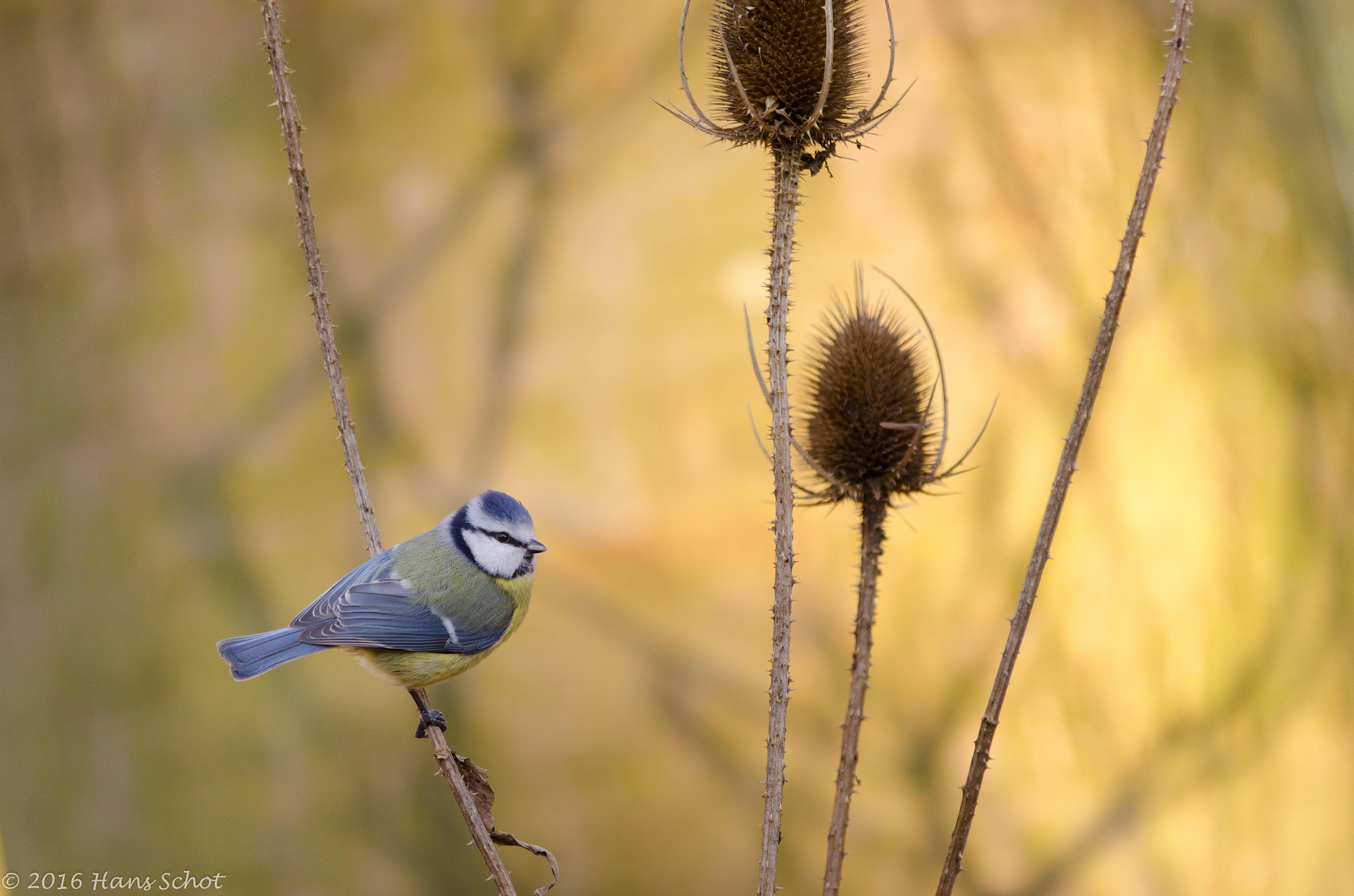 Nikon D7000 sample photo. Blue tit photography