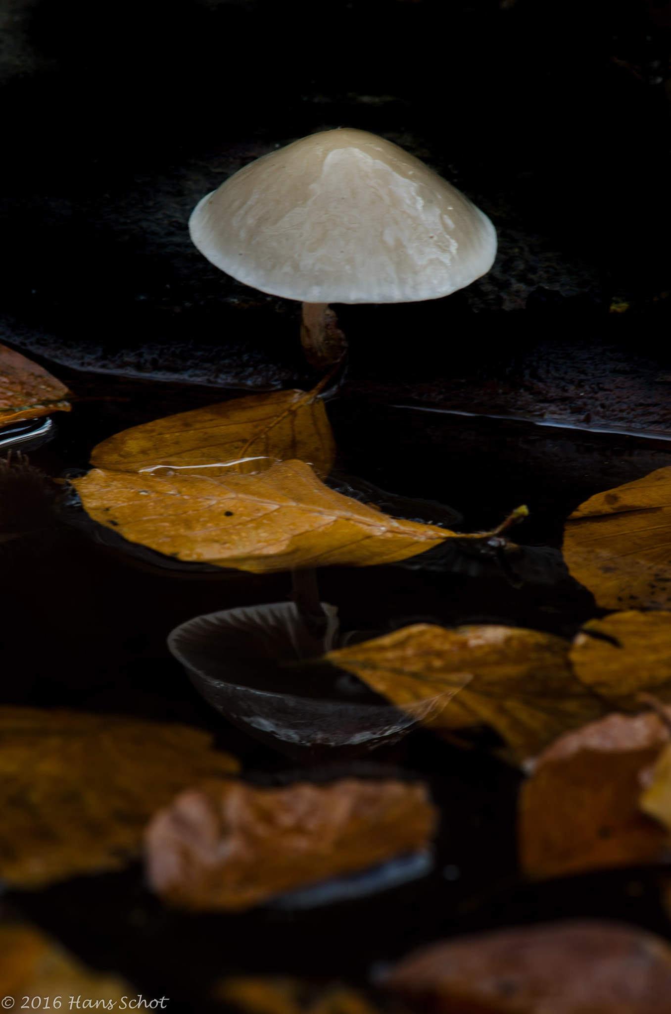 Nikon D7000 + Nikon AF-S Nikkor 300mm F4D ED-IF sample photo. Mushroom mirror photography