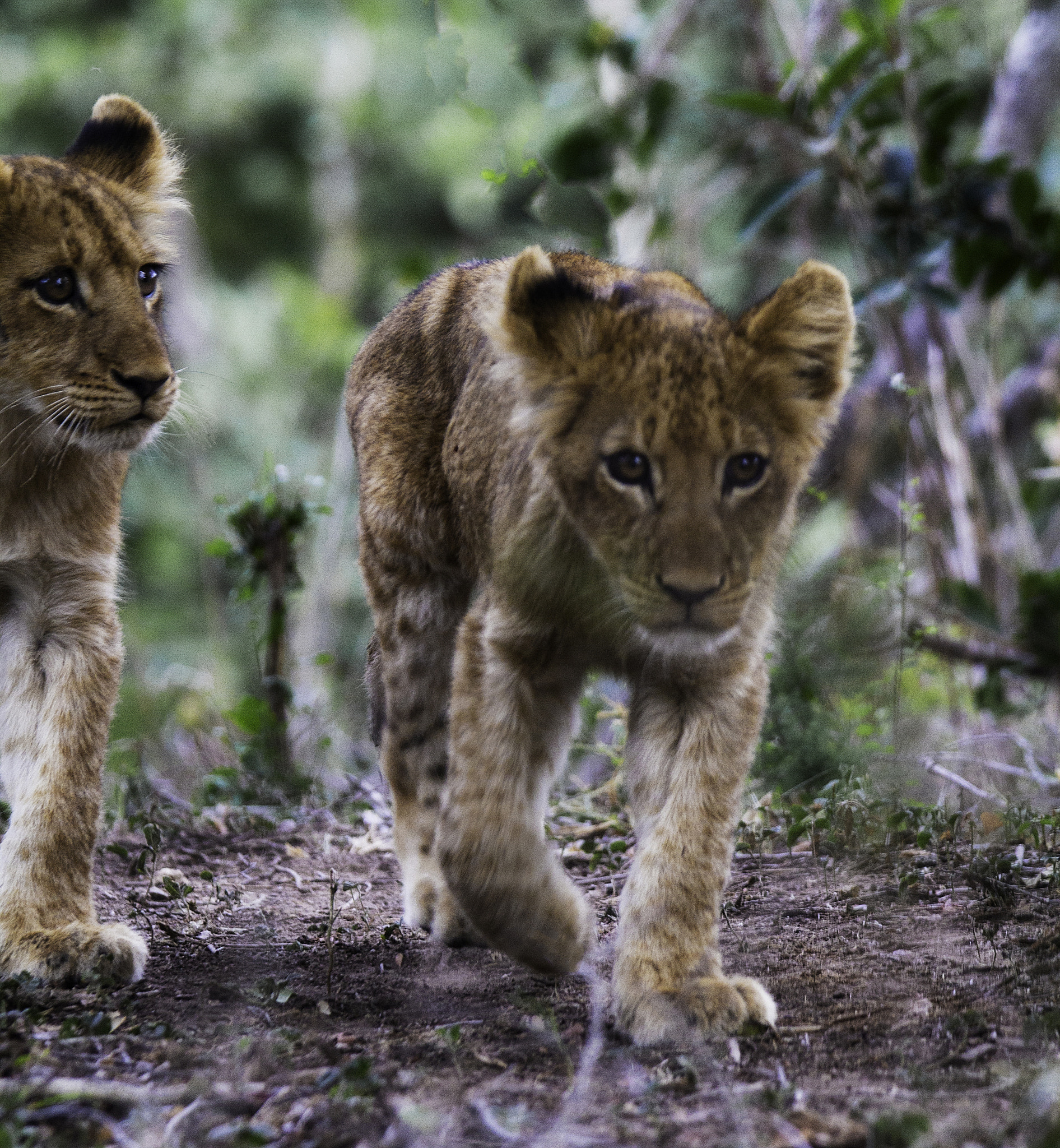 Tamron SP 150-600mm F5-6.3 Di VC USD sample photo. Future king ? photography