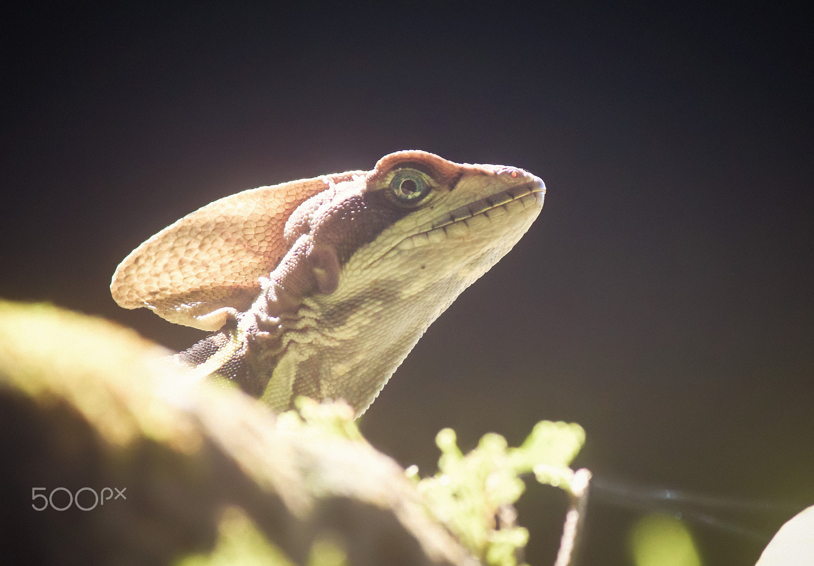 Canon EF-S 55-250mm F4-5.6 IS sample photo. Basiliscus basiliscus photography