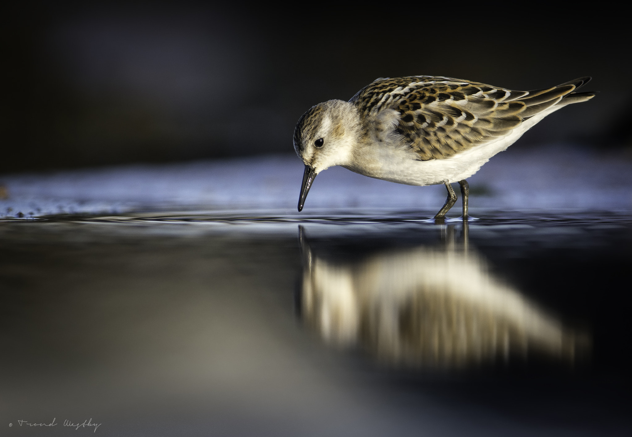 Nikon D7100 + Nikon AF-S Nikkor 300mm F2.8G ED VR II sample photo. Little stint photography