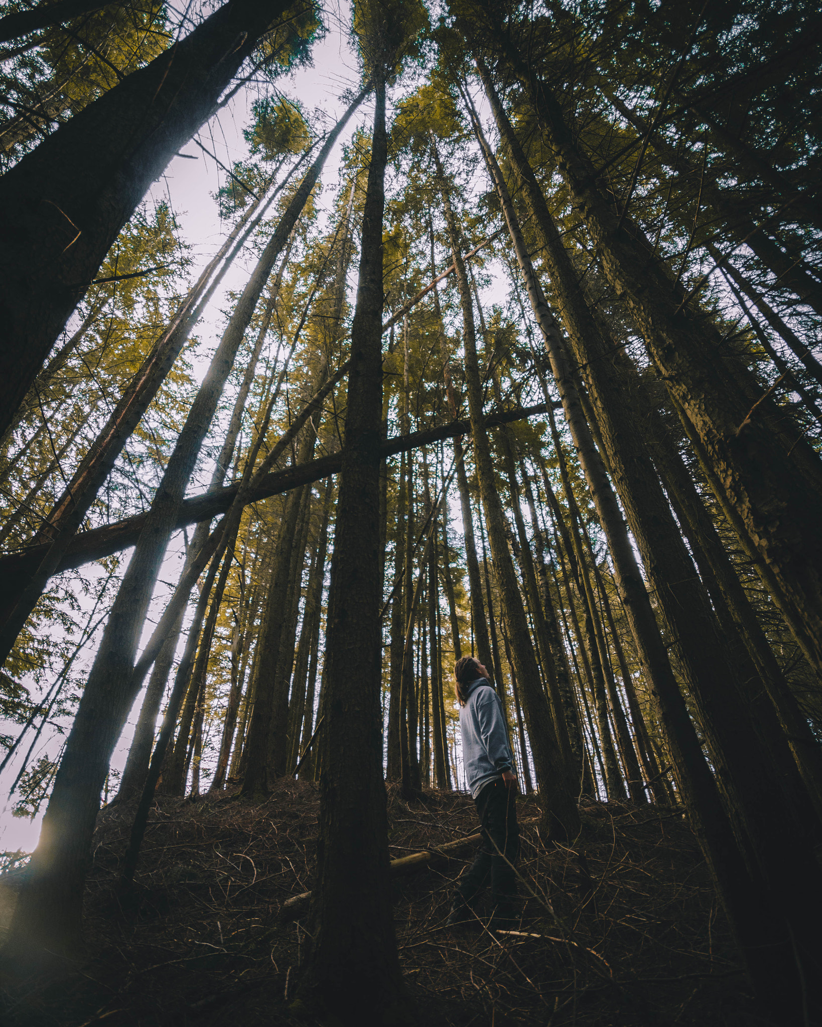 Canon EOS 600D (Rebel EOS T3i / EOS Kiss X5) + Sigma 10-20mm F4-5.6 EX DC HSM sample photo. The trees stand tall photography