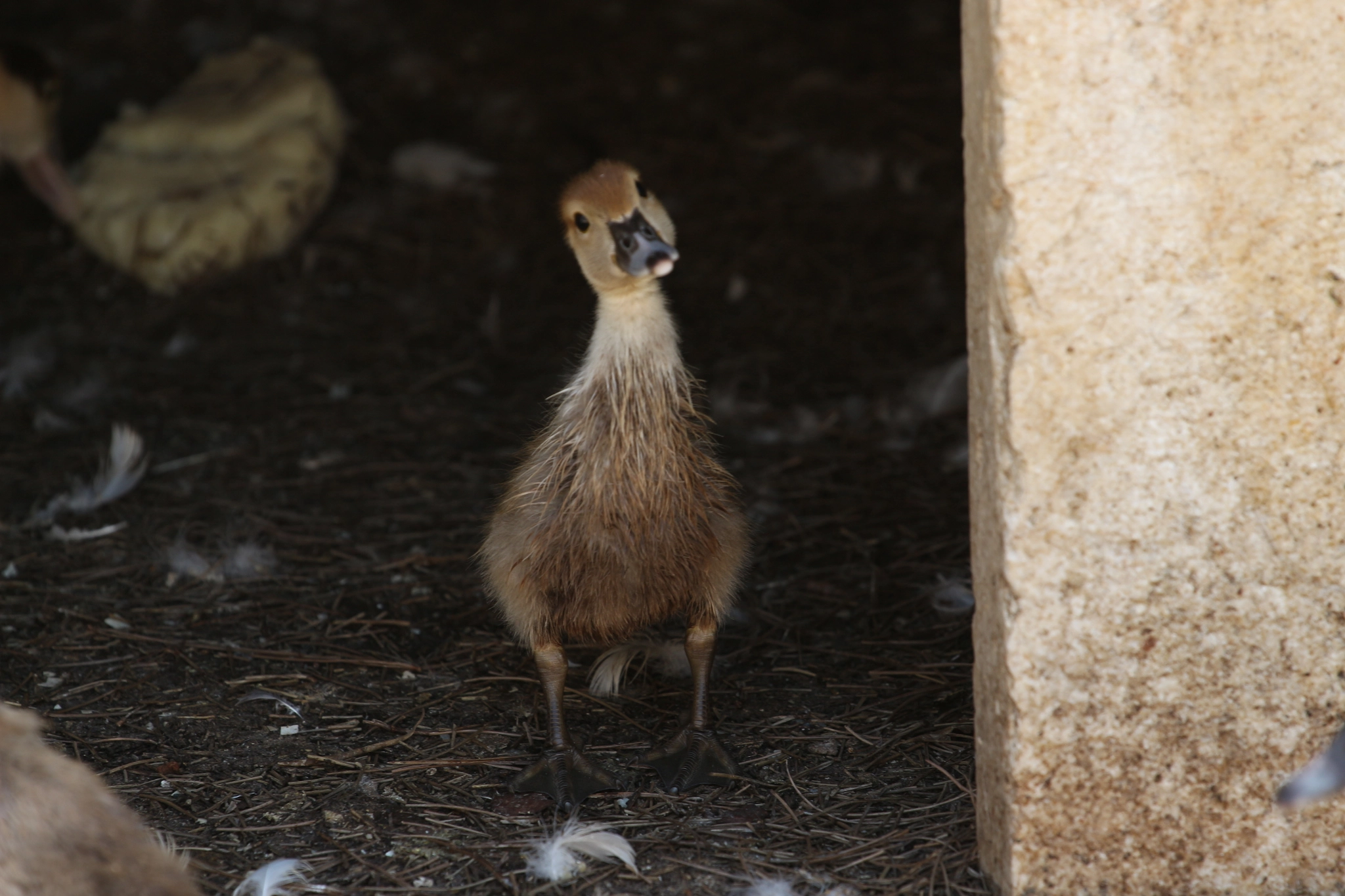 Canon EOS 700D (EOS Rebel T5i / EOS Kiss X7i) + Canon EF 70-200mm F4L USM sample photo. Duck photography
