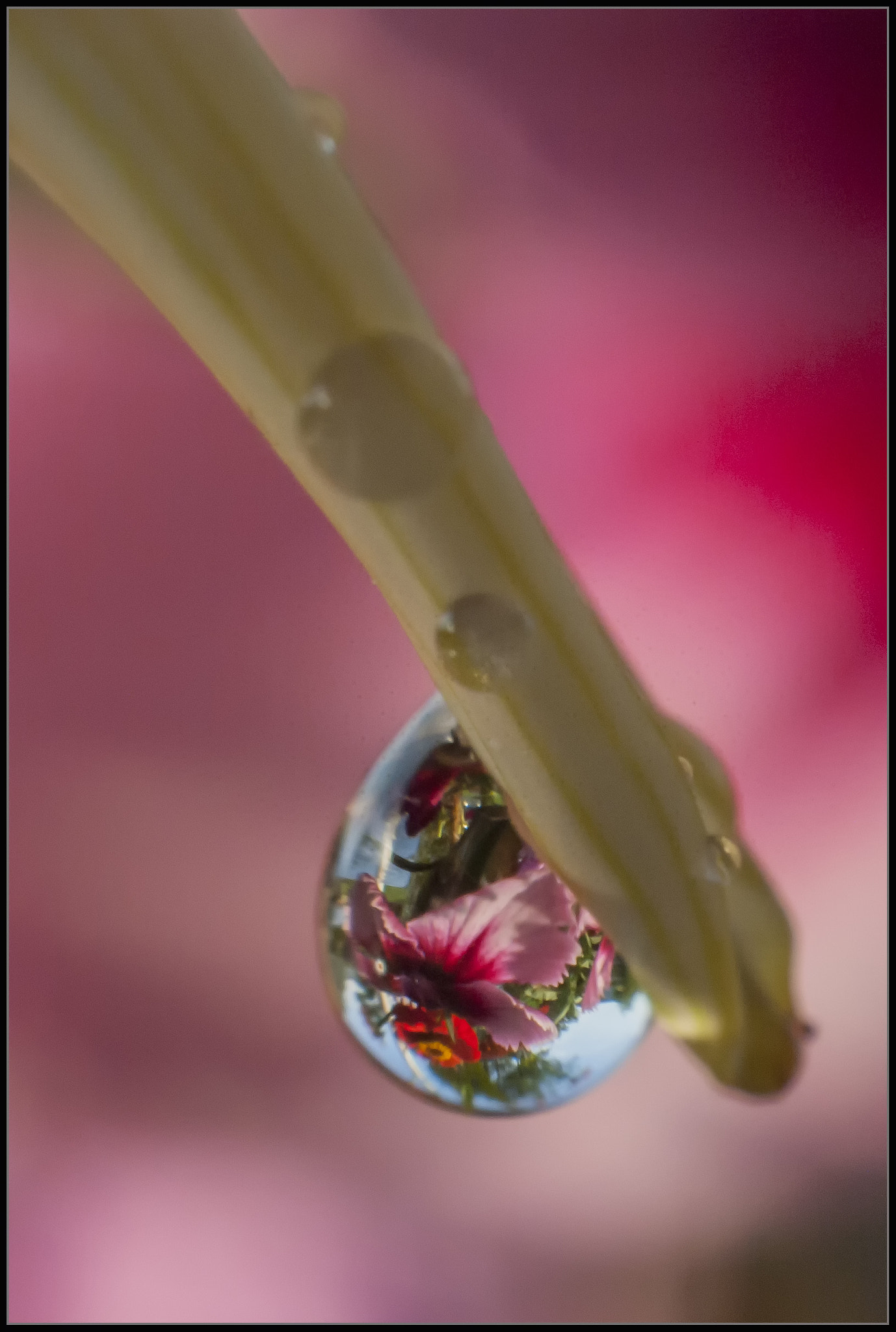 Nikon D80 sample photo. Droplet photography