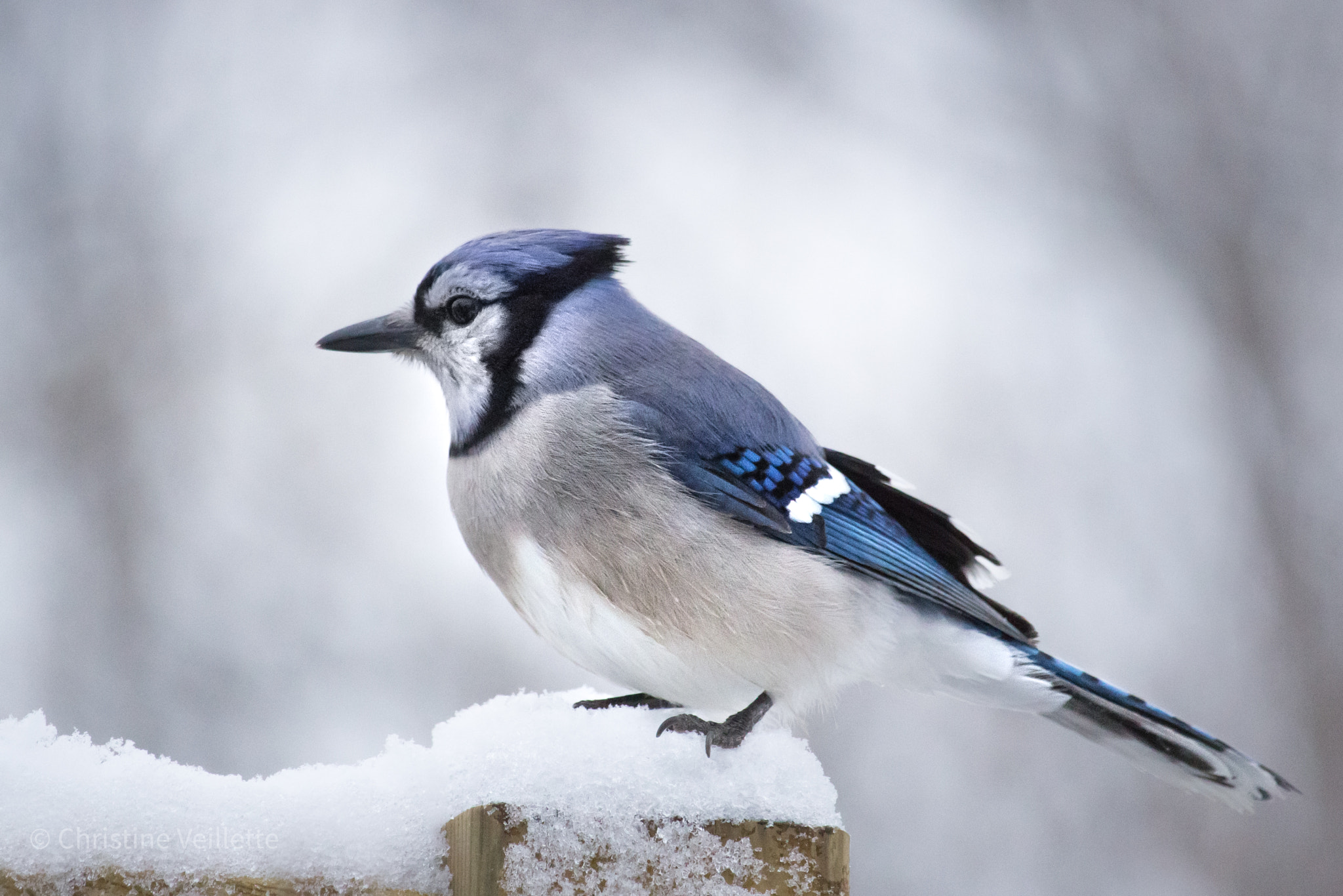Canon EOS 1200D (EOS Rebel T5 / EOS Kiss X70 / EOS Hi) + Canon EF-S 55-250mm F4-5.6 IS STM sample photo. Snow day blue jay photography